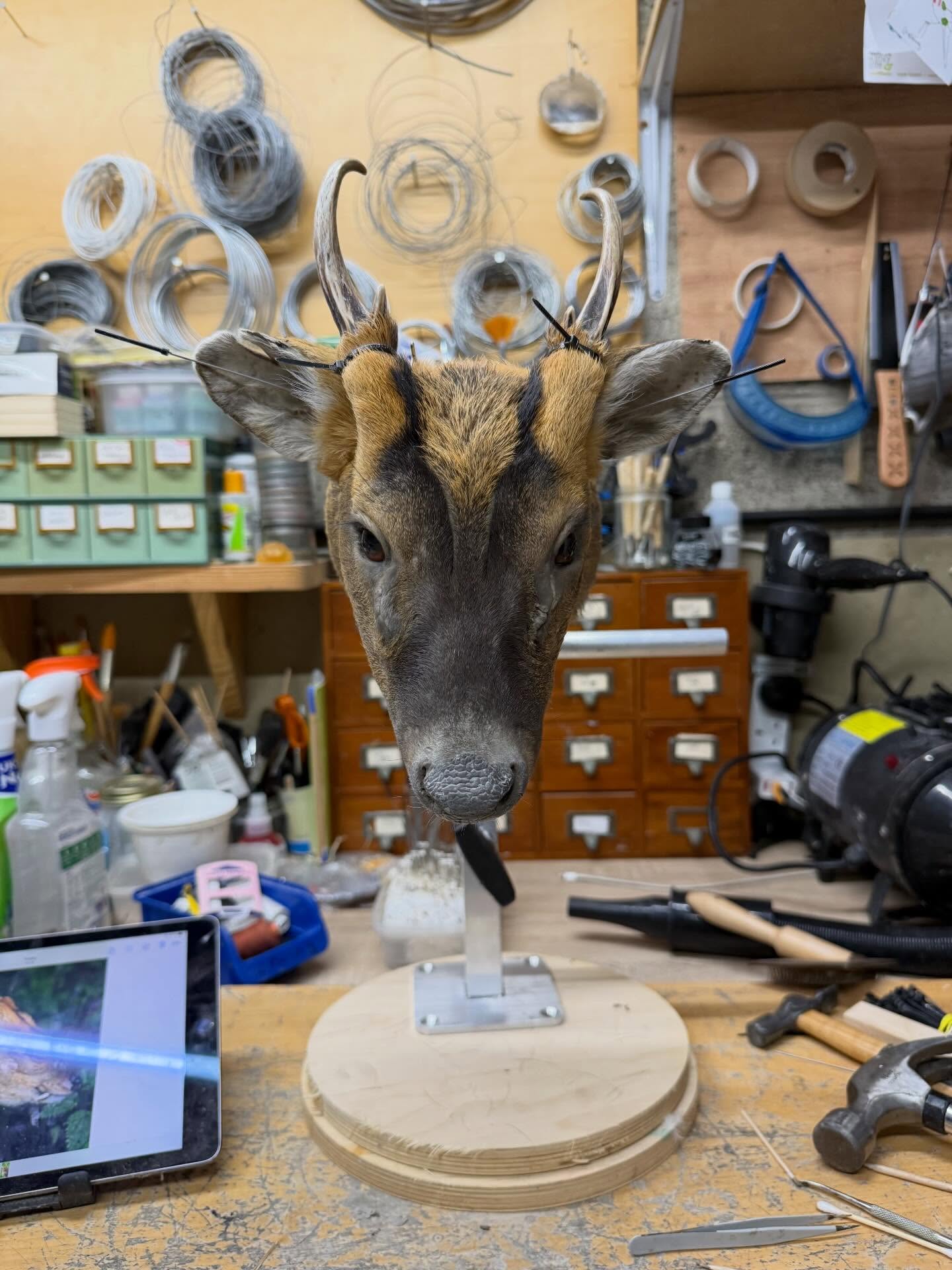 Reeves muntjac short neck mount commission put together today. I thought I’d show you the form I made from scratch and how I sculpt and put the skin on. I make aluminium ear liners with nylon reinforced clay. There’s loads of ways to do this and this is just one of the ways, not saying it’s right or wrong. I try everything, just to see what works for me. This will eventually go on a wooden shield. Muntjac to me are like cute ugly, like labubus 😂
#muntjac #taxidermy #taxidermist #gamehead