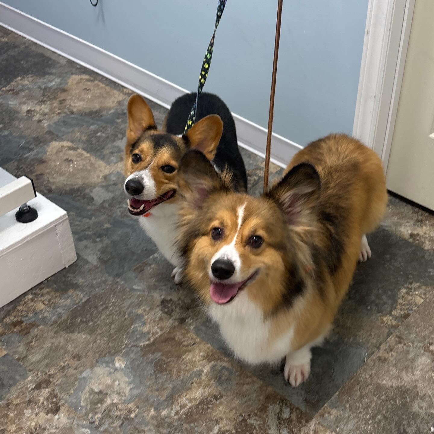 Corgi’s of the day ❤️❤️
#corgi #dogspa #doggroomer #petlovers #awesome