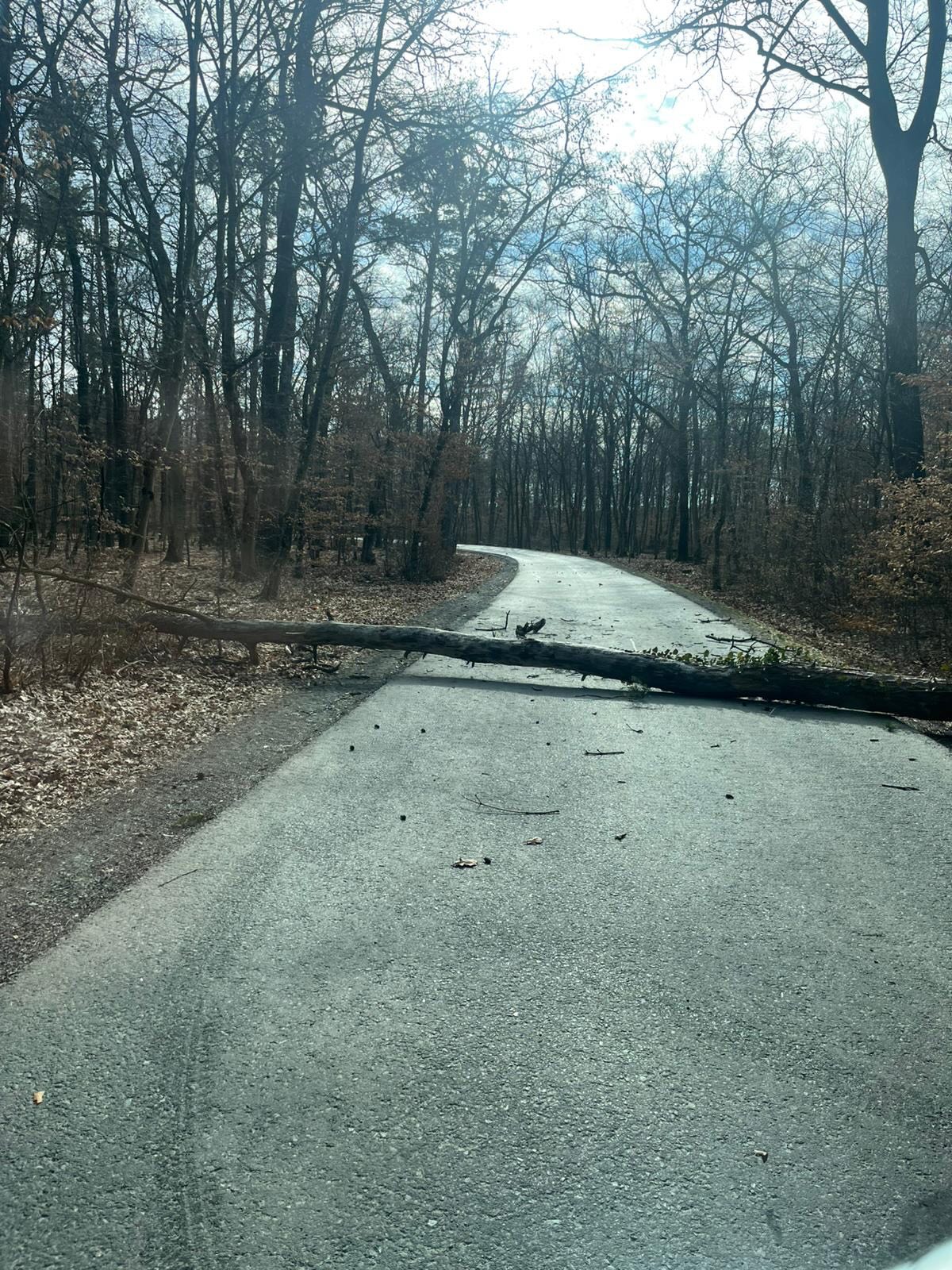 15.02.2026 – 10.59Uhr – T1 – Baum blockiert Straße
Auf der Straße Richtung Badersdorf (wie so oft wenn es windig ist) hat ein Baum – quer liegend über die Straße – für unsere Alarmierung gesorgt.
Wir rückten mit KDOF, LFB und RLF-A2000 sowie 12 Mann zum Einsatz aus und konnten diesen rasch und routiniert abwickeln!
© SJF