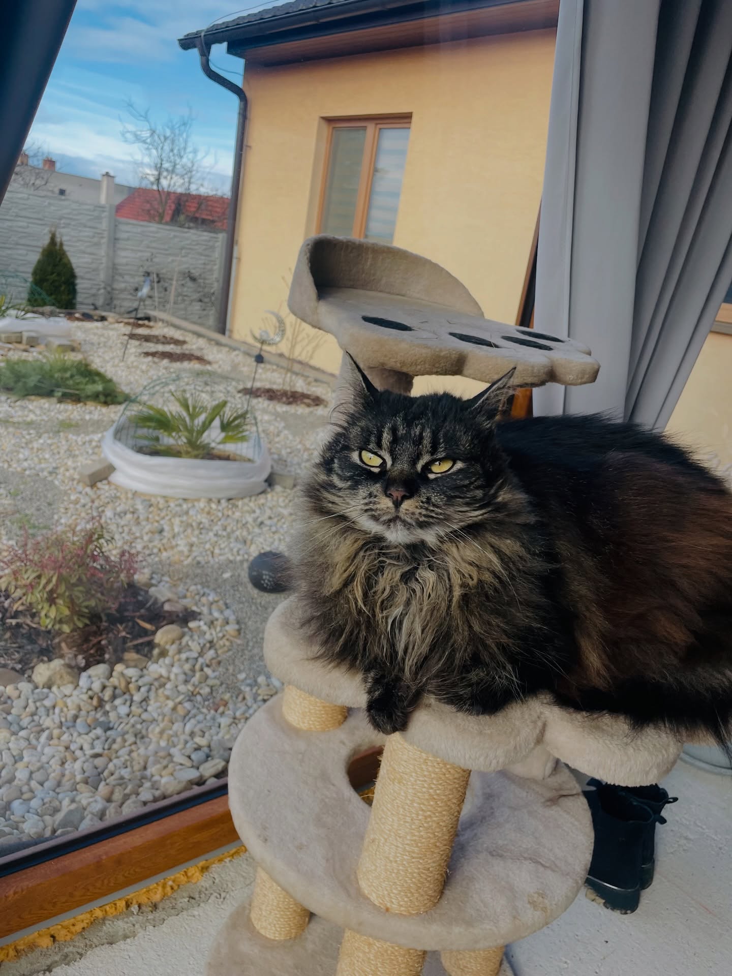 See life as a cat.🐈⬛
Cat, as a perfect being on planet Earth, sees life from a different perspective than anyone else.
She is fully embodied in her energy, completely controls her body and is always in tune with her instincts.
It’s totally natural for a cat to show her boundaries. She doesn’t pretend to be someone else to please someone (only when she is hungry, then she is kind, but we all do it🤭). She scratches you without any fear when you do something unpleasant to her. She runs away from a bad situation (unlike humans who stay, and stay and stay, until their health degrades🤨).
She knows what is best for her and she will always take care of her wellbeing and self-protection.
She serves as a mirror to us: relax when you need to, runaway when it is not good for your health, show your boundaries without any fear of being judged, ask for food when you are hungry, stay active, be grounded by full embodiment and be flexible.