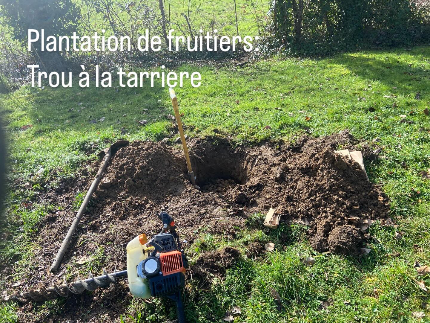 Chantier de plantation de fruitiers greffés chez une cliente