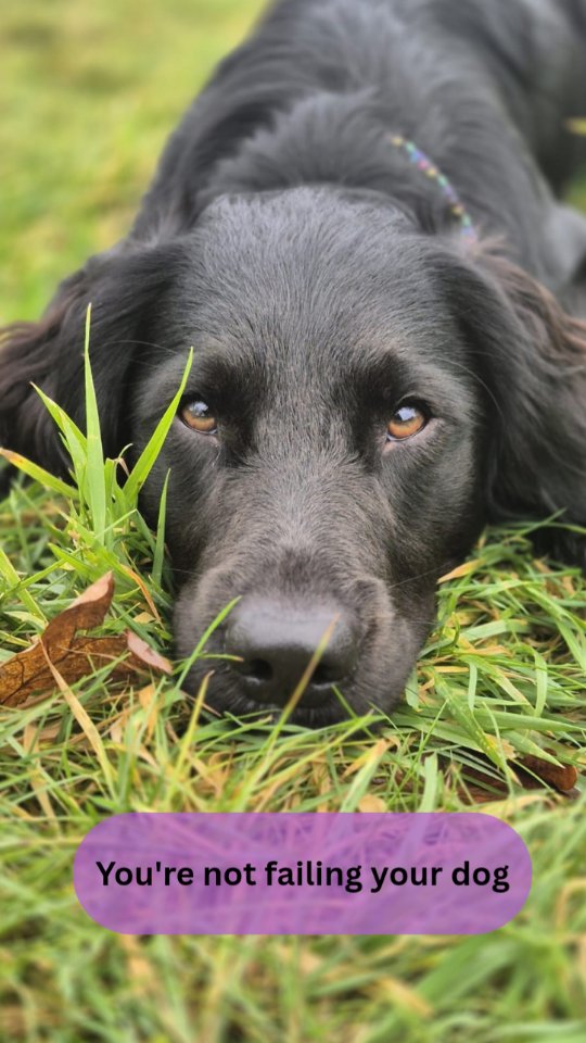 ✨️A bit of a somber post ✨️
Being a dog owner myself, I also feel self-doubt about failing my dog. Monty's recovery has not been smooth, and we are back at the vets earlier than planned. Doubt sinks in, we have not done any formal training or nice walks since November.
I am expecting to have to top up some behaviours because no dog is perfect!
YOU ARE NOT FAILING IF YOU ARE HAVING STRUGGLES!
Let me know what your struggles are, and let's get started on your journey 📧
#dogwalkingservices #dogtraining #structuredwalk #wiltshire