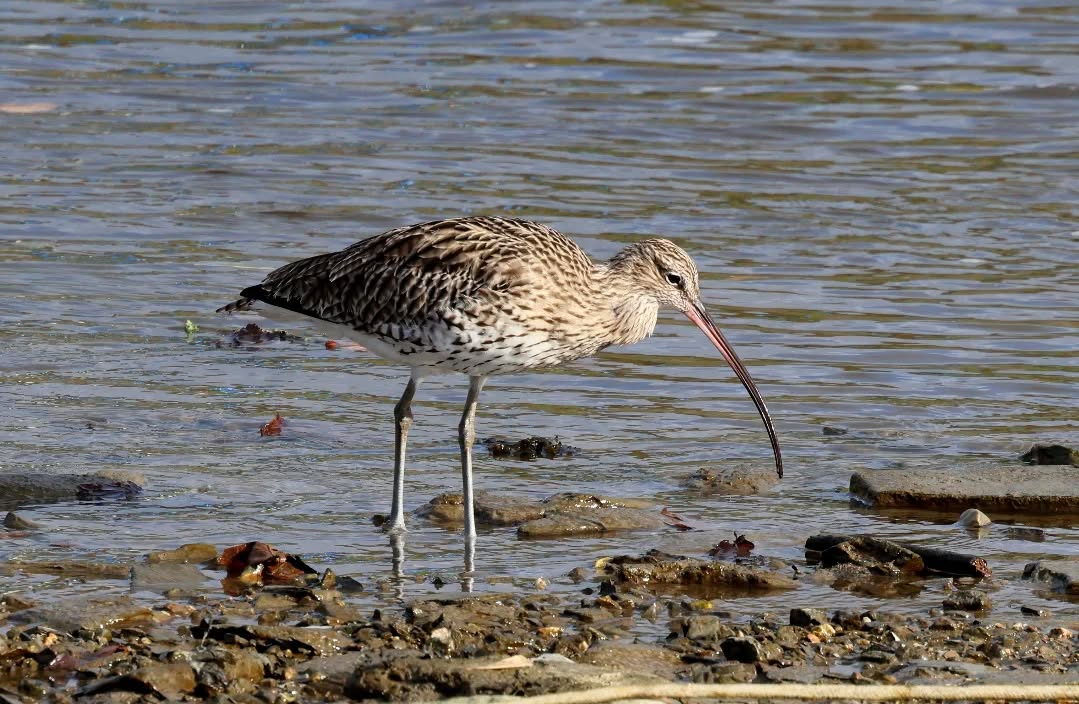 A curlew on the Camel estuary.
#islandwildlife #kefaloniawildlife #kefaloniabirding #guidedwildlifewalks #curlew