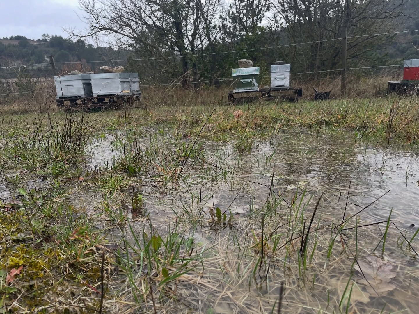 Comme tout le monde, Ici aussi, on commence à saturer de cette pluie qui complique tout 🌧️
On ne va pas se plaindre, on sait qu’on n’est pas les plus impactés 🙏🏻
La pluie, c’est précieux, on le sait… mais qu’est-ce qu’on a hâte de revoir le soleil pointer le bout de son nez ☀️
Et surtout que ça seeeeeche !!! 😅
On croise les doigts pour que toute cette eau nous offre au printemps une herbe bien verte et des fleurs à foison, bien gorgées de nectar 🐝✨
Allez, encore un peu de patience…
Le beau temps finira bien par revenir 💛
#pluie #viealaferme #vivementlesoleil #souslapluie