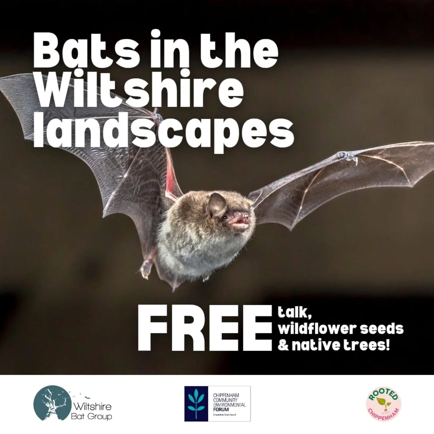 BOOKING NOW!!
Bats in the Wiltshire landscapes - FREE talk, seeds and trees!
We're really excited to host a fantastic talk by Gareth Harris of Wiltshire Bat Group on the incredible bats in our county - from widespread species to important populations of rarer bats such as Greater horseshoe bats, Bechstein’s bats and Barbastelle bats.
Join us to learn more about the important Wiltshire landscapes that support them - from Lackham to the New Forest - and the surprising ways that land uses support our amazing nocturnal wildlife!
The talk takes place in Chippenham Town Hall on 13 March, doors open at 6.30pm for a 7pm start.
This event is free of charge and has been organised in partnership with Wiltshire Bat Group, Rooted Chippenham and the Town Council as part of the Environmental Forum.
Donations are accepted to support the work of Wiltshire Bat Group and Rooted Chippenham.
PLUS! Every attendee can get:
- Free wildflower seeds thanks to the Town Council as part of the Environmental Forum!
- Free native tree saplings thanks to Rooted Chippenham Community Tree Nursery!
- Priority booking for the free-to-attend Rooted Chippenham bat walks this Spring
Book your tickets now: https://www.tickettailor.com/events/rootedchippenham/2052768
