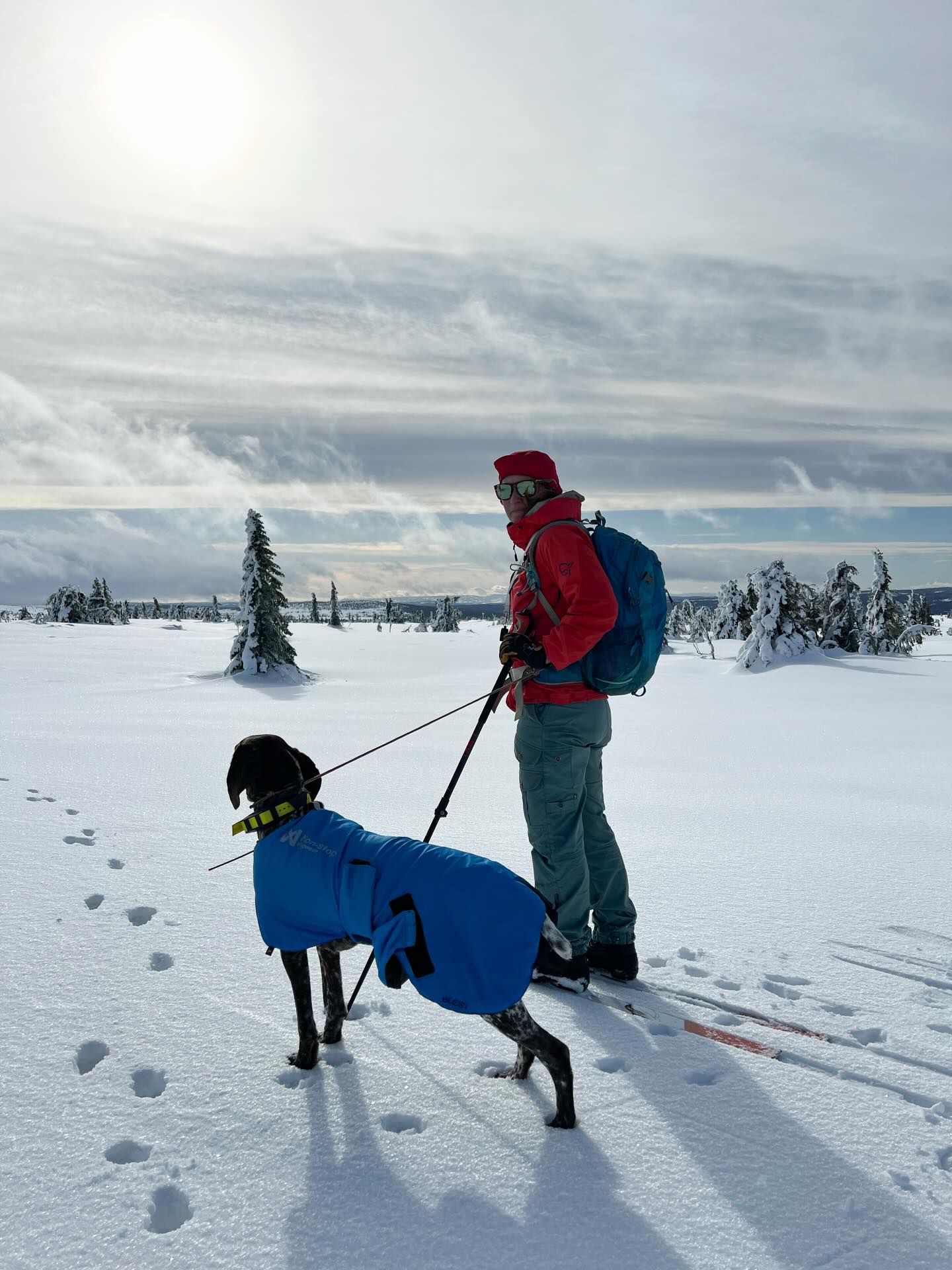 På skitur med hund ⛷️🐶
Her er noen tips til en god tur:
🐾 Bruk sele og kjørestrikk tilpasset trekking
❄️ Beskytt potene mot is, kulde og salt
🕐 Husk pauser, vann og litt ekstra energi
🌡️ Følg med på kulda, varmedekken kan være lurt for noen
🏔️ Vis hensyn i naturen og plukk opp etter hunden
