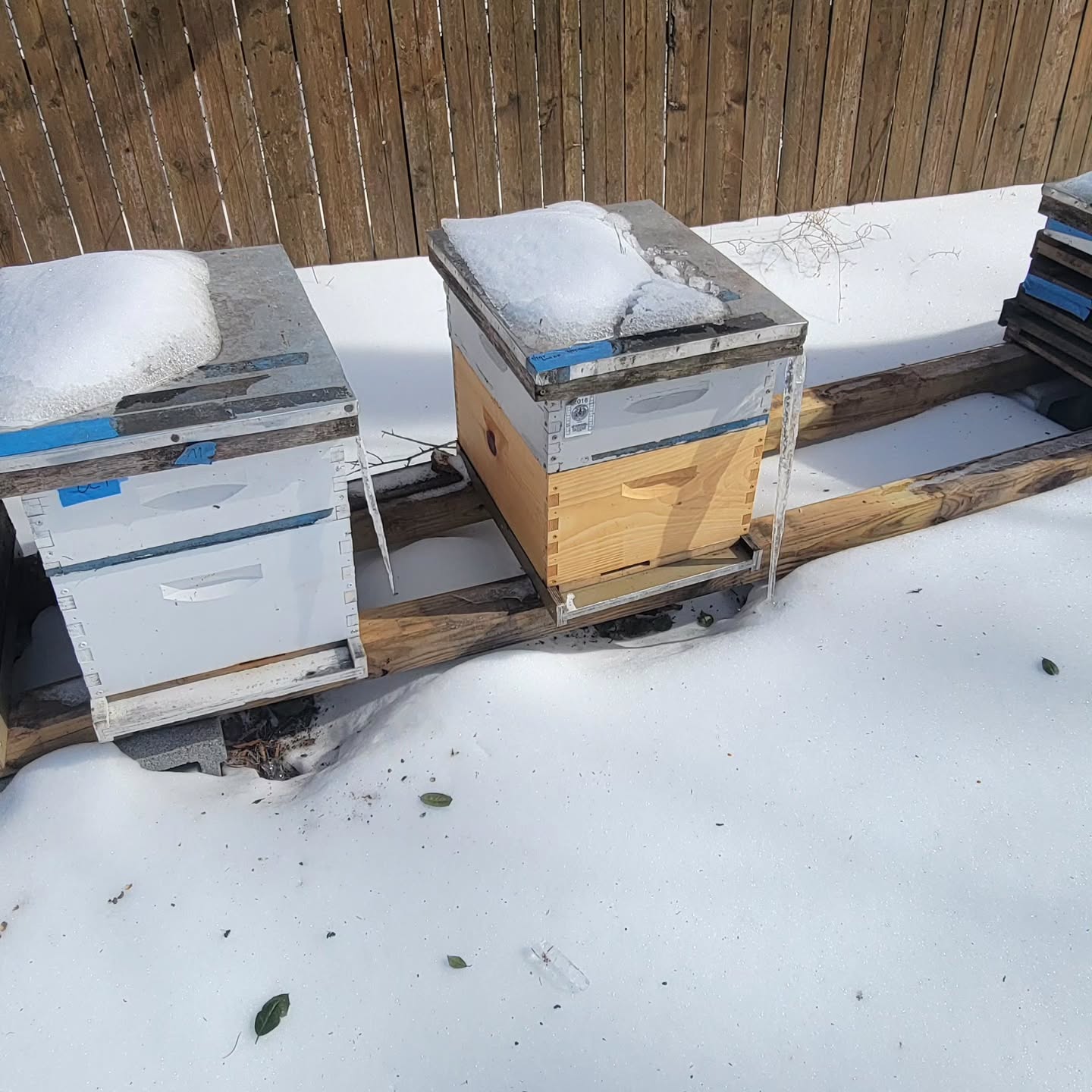 Couple of weeks until the maples bloom!