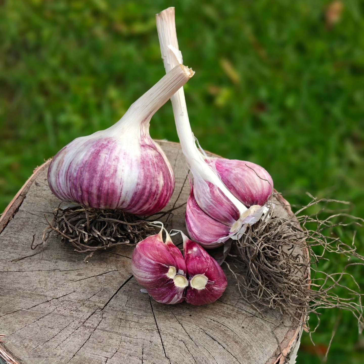 🌱✨ FRESH FROM THE FARM ✨🌱
Meet Svea — our show-stopping, hardneck garlic with bold flavor and serious good looks 😍💜
This Swedish variety grows big, cures beautifully, and packs a punch in the kitchen. Just look at those gorgeous purple stripes and tight, plump cloves! From roasted garlic butter to fall planting stock, Svea is the kind of garlic you want in your garden and on your plate.
We’re so proud of this year’s harvest, grown with love right here at Birchfield Farm in Marlette, MI.
🧄 Orders are open - and will ship begin shipping by the end of August! Stay tuned or DM us if you want to reserve yours — our seed garlic goes fast!
#GarlicGoals #SveaGarlic #HardneckGarlic #FarmFresh #BirchfieldFarm #SeedGarlic #MichiganGrown #GarlicHarvest #KnowYourFarmer