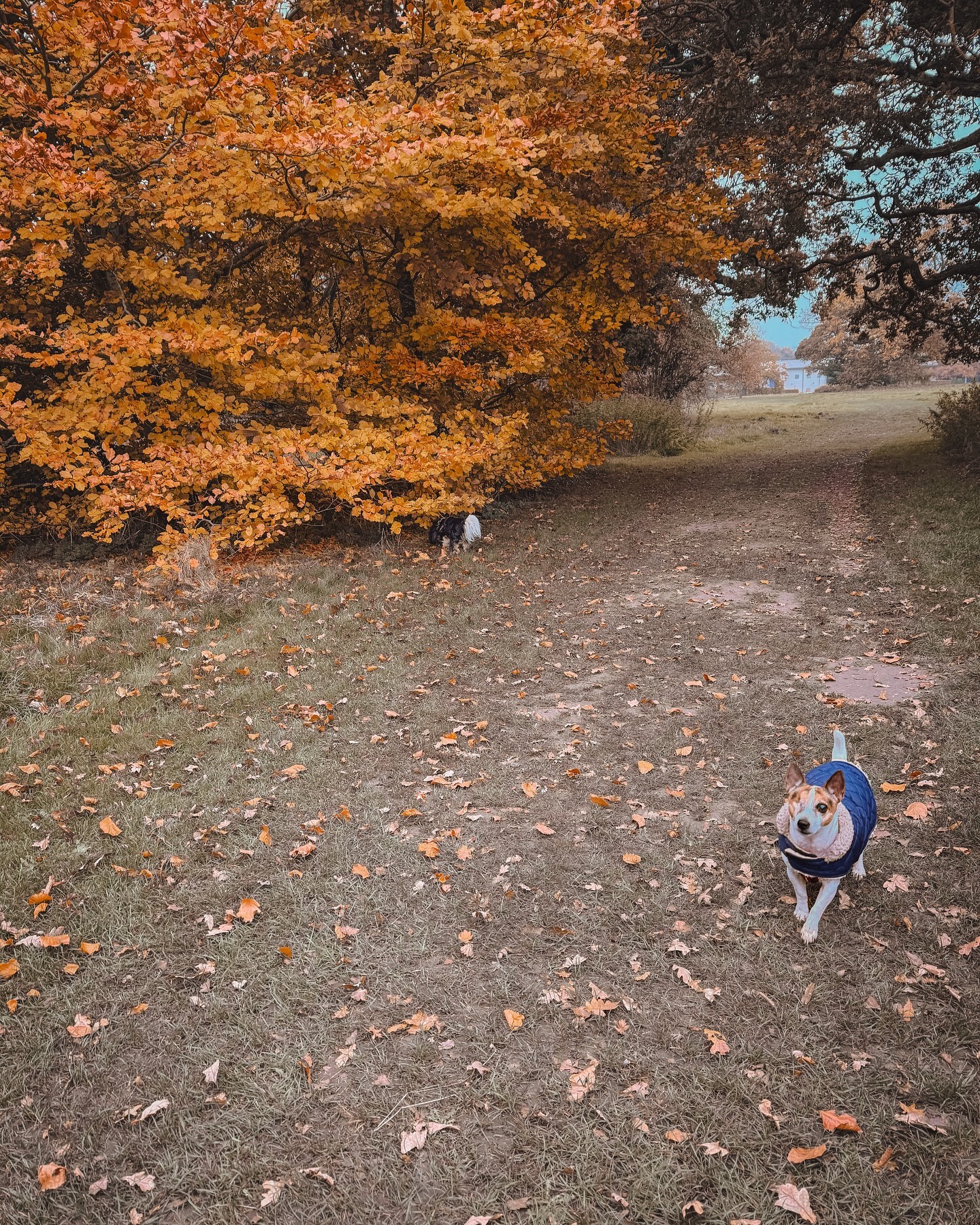 Autumn 🍂 .
.
.
.
.
#dog_features #dogsofinstaworld #dogs_of_instagram #dogoftheday #dogsofinstagram #dogstagram #doglover #dog #dogs #doggy #doggo #doge #doggies #doggie #cute #dogwalker #dogwalking #norwichdogwalker #dogwalkernorwich #norwich #norfolk #dogpark
