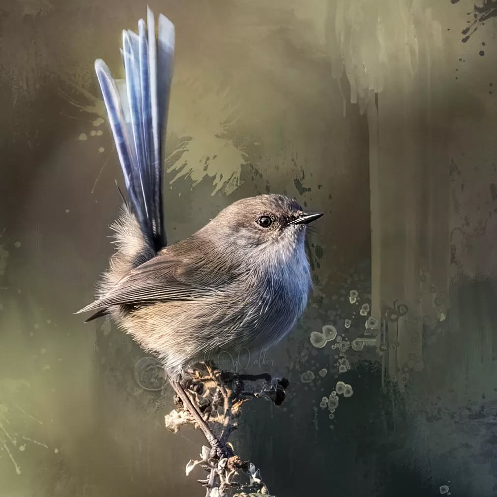 "Dreams aren't what you leave behind when morning comes. They are the stuff that fills your every living moment."
- David Cuschieri
.
.
.
.
.
.
.
.
.
.
.
.
#pixelpurrrfectphotography #wrensday #fairywren #fairywrenproject #exquisitepics20_australia #everything_edited#gobeyondthe_capture#rebel_artsandedits #mcl_arts #illustrious_art#artistry_flair #super_phobtoeditz #edit_lovers_united #tv_fauna #Pocket_Australia #pocket_birds #australiagram #birdphotography #birdart#artoftheday #miracles_noblesse #blissfulphotoart #birdsofaustralia #wildlife_artistry#birdofinstagram #birdartist #bpa_arts #photo_creation_silver #rebels_nature