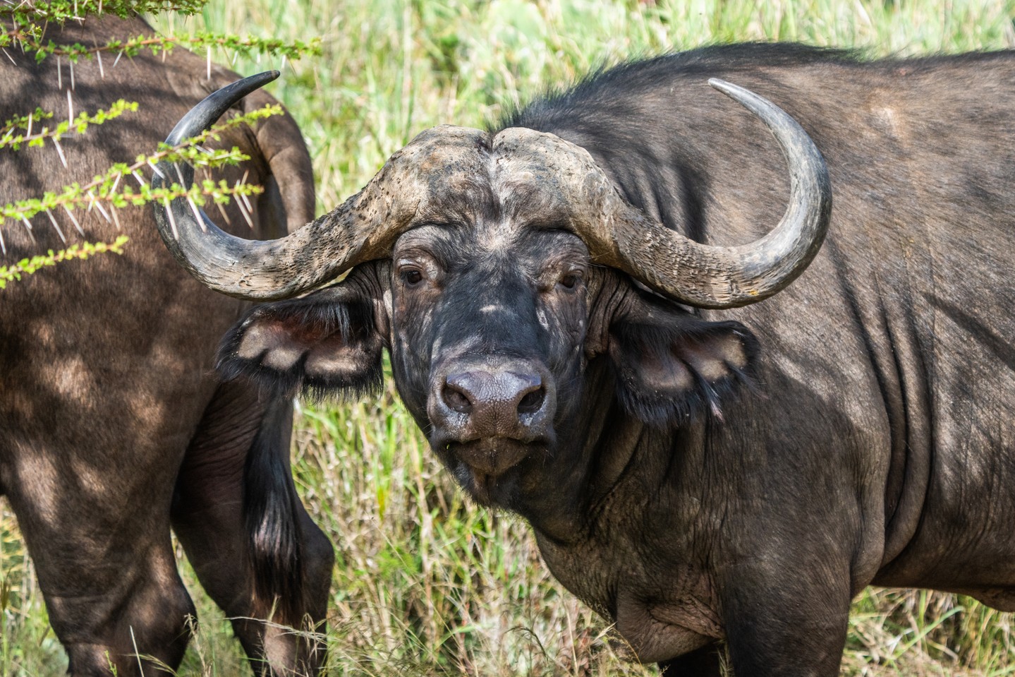 By safeguarding large, connected landscapes at Loisaba Conservancy, buffalo and countless other species are able to move, graze, and thrive as nature intended. Buffalo are just one visible sign of a much bigger picture: healthy rangelands, functioning ecosystems, and wildlife living at scale.
When we protect space, we protect biodiversity — from the largest herbivores to the predators and people who depend on the same land.
Photo © Jamie Lucas Photography
#LandConnectedLifeProtected #Conservation #BiodiversityProtection #WildlifeConservation #HealthyEcosystems #RangelandHealth #SustainableLandManagement #NaturePreservation #HabitatProtection