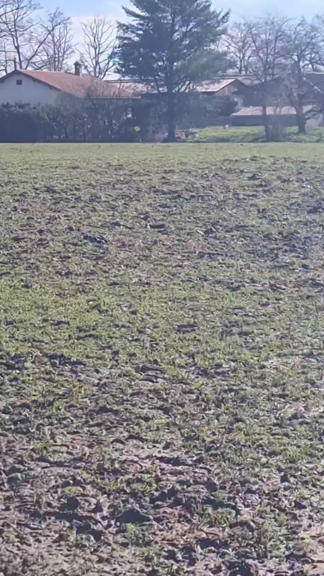 🌞🐎 sieste des poneys au soleil 🌞🐎
#poney #horse #ferme #agriculture #love
@ain @bourgogne @jura