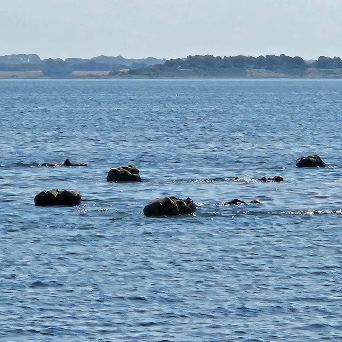 Teaching a private survival class along side the Danish special forces training today 💪
#Bushcraft
#survival #survivalskills #primitiveskills #danishspecialforces #specialforces #overlevelse #overlevelseskursus #friluftsliv #vildmark #vildmarksfærdigheder #wilderness #keepitsimple #bushctafteurope #bushcraftdanmark