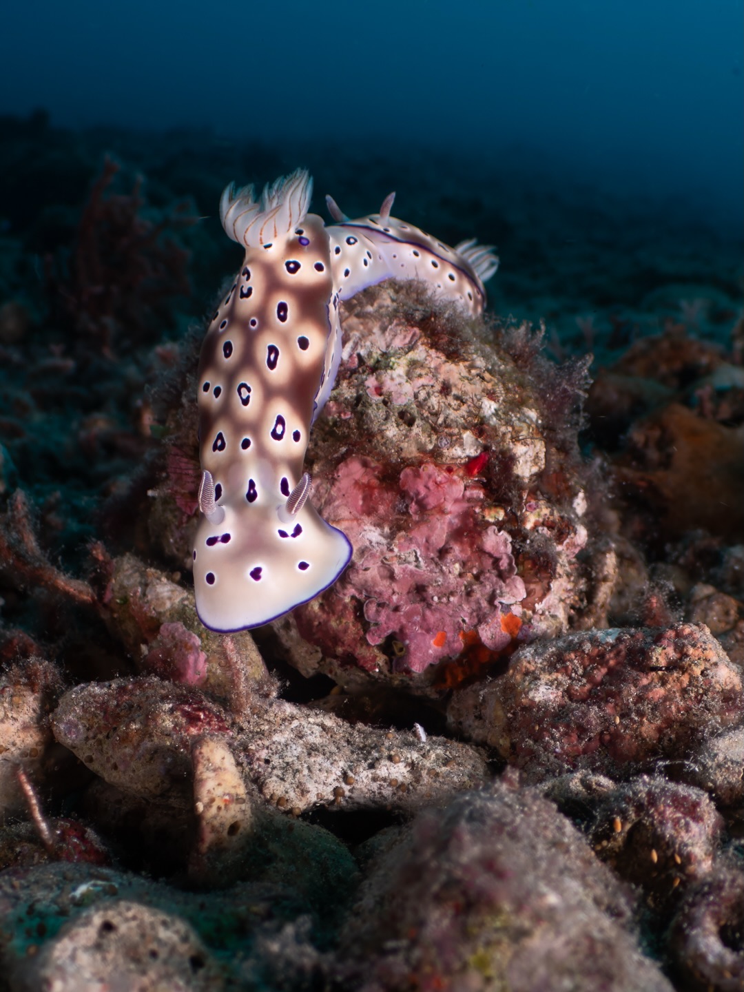 ๐๐ ๐๐๐ ๐๐๐๐๐๐๐๐๐๐ ๐๐๐๐๐ - ๐๐ฒ๐ฉ๐ฌ๐๐ฅ๐จ๐๐จ๐ซ๐ข๐ฌ ๐ญ๐ซ๐ฒ๐จ๐ง๐ข
December was a fantastic month for us discovering new critters and old friends during our dives at Havannah Harbour, Vanuatu
One non descript area in particular has produced many unique encounters โ just in areas of rubble with no reef as such. This habitat has numerous species which macro photographers love to see!!
One such encounter was this pair of nudibranchs โ Hypselodoris tryoni โ these are species that are often found โtrailingโ in pairs โ a lead nudibranch with another following straight behind! The colours on these are spectacular โ tan brown, white and distinct purple spots along with a purple lined mantle โ which โflapsโ as the nudis move along the substrate.
The water conditions had been challenging as the large amount of rain we had meant that the water column carries a lot of sediment, which makes photography a little challenging in term of managing backscatter (particles that light up between the lens and subject). To give an idea of size we have included a photo of Sandy filming them โ and this has backscatter!
On this day we had the Nauticam EML lens in use โ which gives a wide vie of the subject in its environment โ a macro wide view. We also had the Nauticam MF01 macro diopter in action and will share those shots later.
Have a great week
Cheers
John and Sandy
๐ธ John Warmington
๐๐๐.๐ฐ๐ฟ๐ถ๐๐๐ฒ๐ฟ๐๐ฝ๐ผ๐๐๐ฒ๐ฟ.๐ฐ๐ผ๐บ
โ๐ต๐๐๐ฝ๐://๐ฎ๐ถ๐ฟ๐ฏ๐ป๐ฏ.๐ฐ๐ผ๐บ/๐ต/๐ธ๐ฎ๐ฟ๐บ๐ฎ๐๐ฎ๐๐ฒ๐ฟ๐
โ#UnderwaterPhotography #VanuatuMoments #DiveVanuatu #KarmaWatersVanuatu #Nudibranch