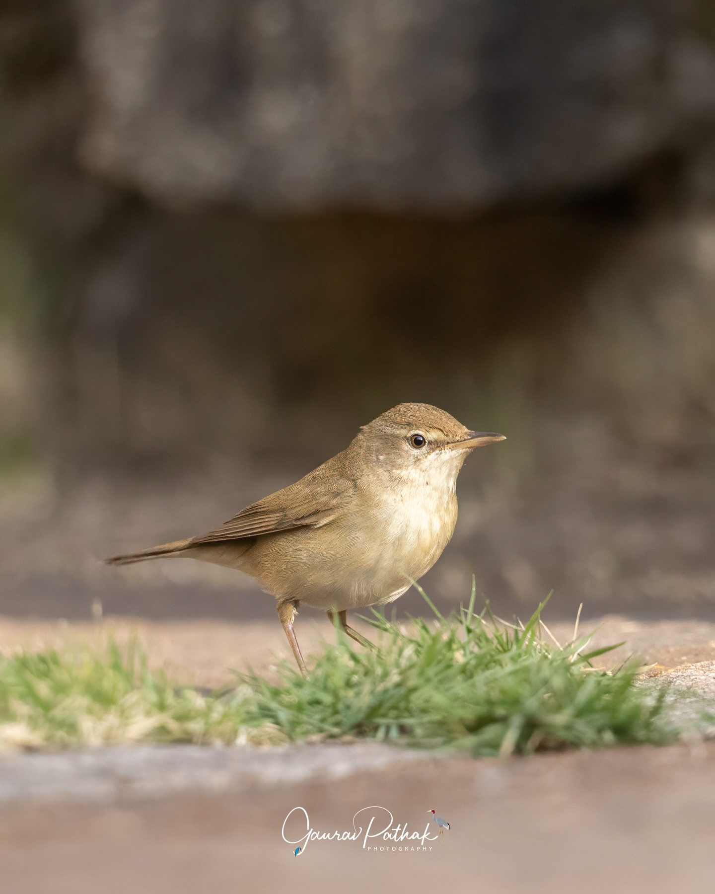 Blyth’s Reed Warbler (Acrocephalus dumetorum) – Two moments, seen clearly. In one frame, it stood out in the open on the ground, alert and watchful, an unusual but revealing view of a bird we usually associate with dense cover. In the other, it perched on a plant, offering a more familiar profile. Subtle in colour and easy to miss, it’s these contrasting glimpses that make time in the field so rewarding.
.
Location - Chikmanglur
Shot on Canon R5
Canon RF600mm F4 L IS USM
ISO 400
f/4
1/3200s
.
#WarblerWatch
#OpenAndPerched
#FieldMoments
#subtlebirds
#canonasia