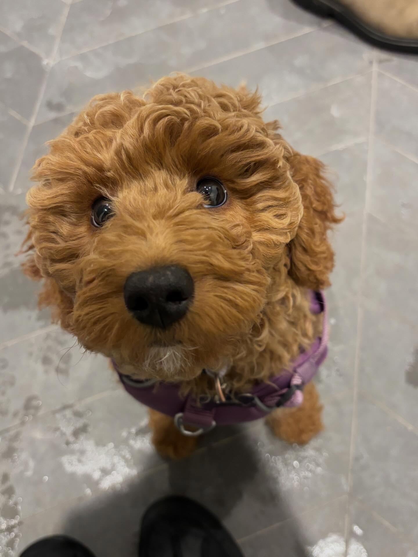 Evie is the newest graduate of Wagging Woofies puppy training program. She passed every aspect with flying colours. Mom and dad did a fantastic job following through and providing an amazing environment for their pup to thrive in.
#puppytraining #dogtrainer #lifeofadogtrainer #dogboarding #dogtrainingcanada