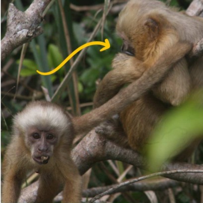 Many animals engage in anointing, whereby they cover themselves in strong-smelling and toxic substances to keep parasites and pathogens at bay. New research in the American Journal of Primatology shows that Blond Capuchin Monkeys in northeastern Brazil like covering themselves with the poisons produced by millipedes. These toxins have antimicrobial properties. Smearing millipede toxins in their fur also has a social function, with individuals anointing together and each other. #zoopharmacognosy #animalmedicine
Image credit of the authors,
https://onlinelibrary.wiley.com/doi/pdf/10.1002/ajp.70119