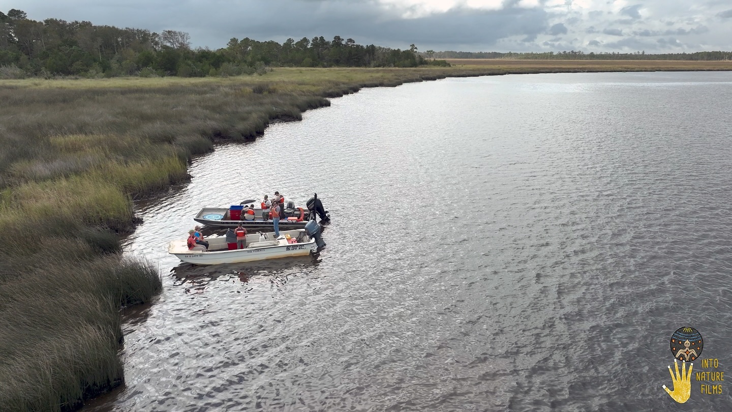 Teamwork makes the dream work. Fall sampling for the rare, endangered Atlantic Sturgeon in the St. Marys River with @agfoxlab @stmarysriverkeeper @grant__conner @usfws @noaa