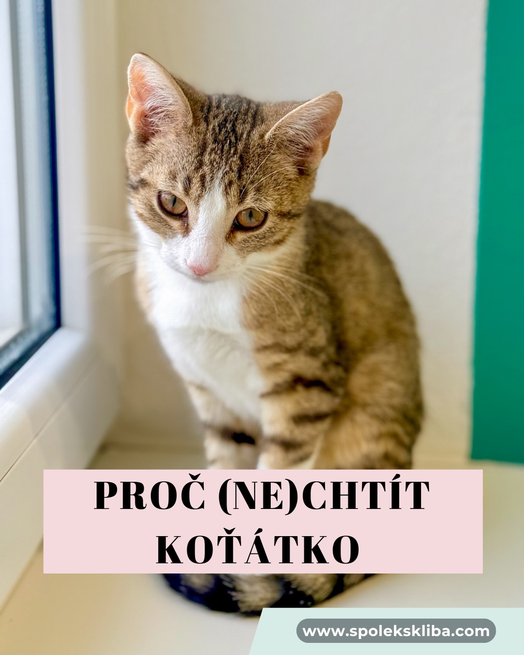 Teď v lednu se nám ve Šklíbě sešla spousta prťat, která někdo nechal venku napospas mrazu. ❄️ Jsou to malí bojovníci, co přežili zimu v krabici u popelnic nebo v promrzlém křoví, a my pro ně teď hledáme ty nejlepší domovy. ❤️
Než ale začnete žhavit telefony, pojďme si upřímně říct PROČ A PROČ NE chtít kotě:
PRO (Proč do toho jít):
✅ Čistá radost: Sledovat kotě při hře je lepší než seriál v televizi. Ty jejich salta a pády vás rozesmějí i v chmurném počasí. 😹
✅ Výchova: Můžete si (teoreticky) parťáka vychovat k obrazu svému (prakticky si on vychová vás, ale pssst!). 🤫
✅ Dlouhá společná cesta: Máte před sebou 15 a více let společného dobrodružství.
PROTI (Co vám nikdo v reklamě neřekne):
❌ Záclony jsou nepřítel: Pro kotě neexistuje vertikální plocha, která by nešla zdolat drápky. Vaše nohy, nábytek i gauč budou v ohrožení. 🧗♀️
❌ Noční „zoomies“: Spánek je přeceňovaný. Nejlepší čas na hru na honěnou přes váš obličej je přesně ve 3:15 ráno. 🏃♂️💨
❌ Puberta je jízda: Počítejte s tím, že kolem půl roku věku přijde „období vzdoru“. Z roztomilé kuličky je najednou drzý puberťák, který zkouší, co všechno mu projde, ignoruje vaše prosby a testuje hranice vaší trpělivosti (i pevnost vybavení bytu). 😼🔥
❌ Výchova stojí čas: Kotě je jako batole – nemůžete ho nechat 10 hodin doma samotné a čekat, že se nebude nudit a něco u toho nezničí. 🙈
Pokud hledáte klid a parťáka na čtení knížek, koukněte radši na naše dospěláky. 😸 Ti už mají pubertu za sebou a jediné, co chtějí, je váš klín. 🛋️
Ale pokud máte doma živo, trpělivost a nevadí vám, že váš byt bude chvíli vypadat jako po výbuchu konfet 🎉, tyhle naše „zimní zázraky“ na vás čekají! ✨
Kdo z vás si prošel kočičí pubertou a co nejbláznivějšího vám doma váš „teenager“ vyvedl? Podělte se v komentářích! 👇😸
Terka ze Šklíby 🐾