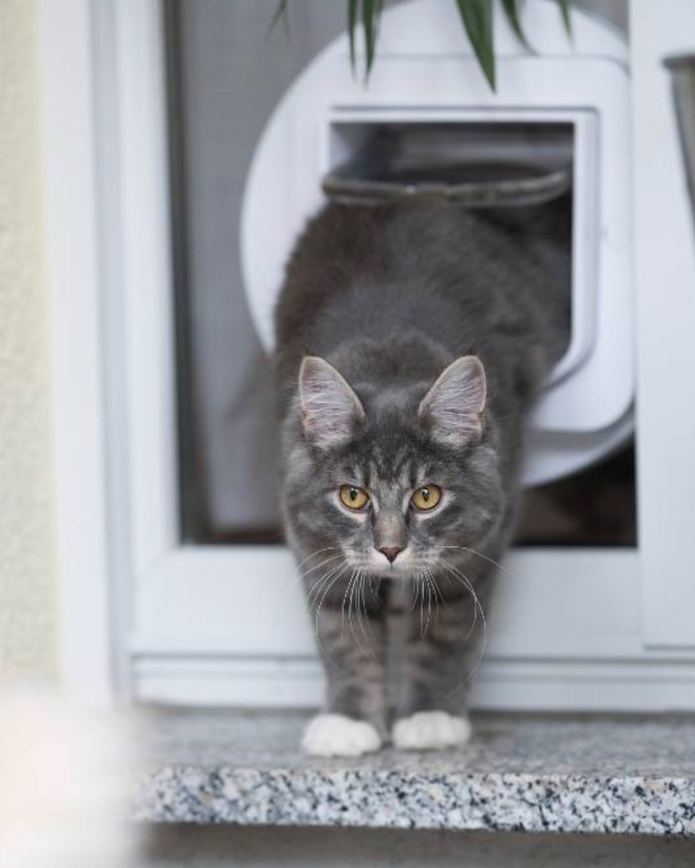 Cat Flap Installation
#london #uk #england #northlondon #southlondon #centrallondonproperty #centrallondon #westlondon #northwest #southeastlondon #anywhere