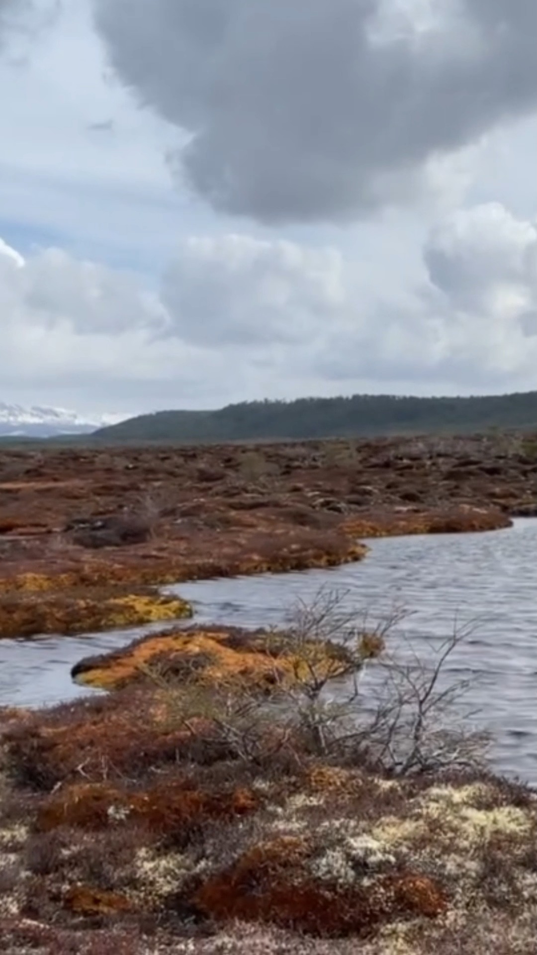 Las turberas son ecosistemas de acumulación de carbono y regulación hídrica a
largo plazo. En la cuenca del río Rubens, su conservación sostiene el régimen base de los ríos, mejora la calidad del agua y reduce la vulnerabilidad climática del territorio. Proteger turberas es una estrategia científica clave para la adaptación y mitigación del cambio climático.
#DíaMundialDeLosHumedales #Turberas #RíoRubens #Conservación #CambioClimático #HumedalesChile #EcoCiencia #ResilienciaClimática #PatagoniaChile #GestiónHídrica
------------------------------------------------------------------------------------
Peatlands are long-term carbon sinks and key regulators of hydrological systems. In the Rubens River basin, their conservation supports baseflow stability, improves water quality, and reduces climate vulnerability across the landscape. Protecting peatlands is a sciencebased strategy for climate adaptation and mitigation.
#WorldWetlandsDay #Peatlands #RiverRubens #ClimateAction #NatureBasedSolutions #WetlandConservation #BlueCarbon #ClimateResilience #EcoScience #ChileConservation