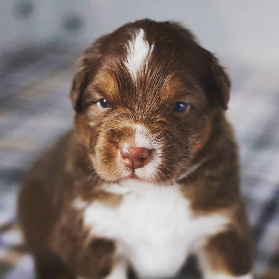 Colossus our big red tri aussie from the Harlan x Grimm litter. He's a big steady boy, that we can't stop giving kisses to! He's just soo squishy๐พ๐
#aussiesofinstagram #aussiesofig #australianshepherds #puppiesofig #puppies #puppiesofinstagram #dogs #redtriaussie #ausableriveraussies #colossus #handsome