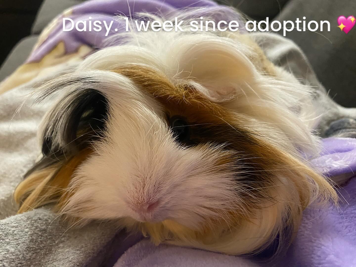 Daisy is a Beautiful Peruvian Guinea pig, adopted on 14 July 2024. Settling into her new home 💖
#guineapig #peruvianguineapig #guineapigsof_ig #guineapiglove #guineapiglife #guineapiggy #peruvianguineapigs