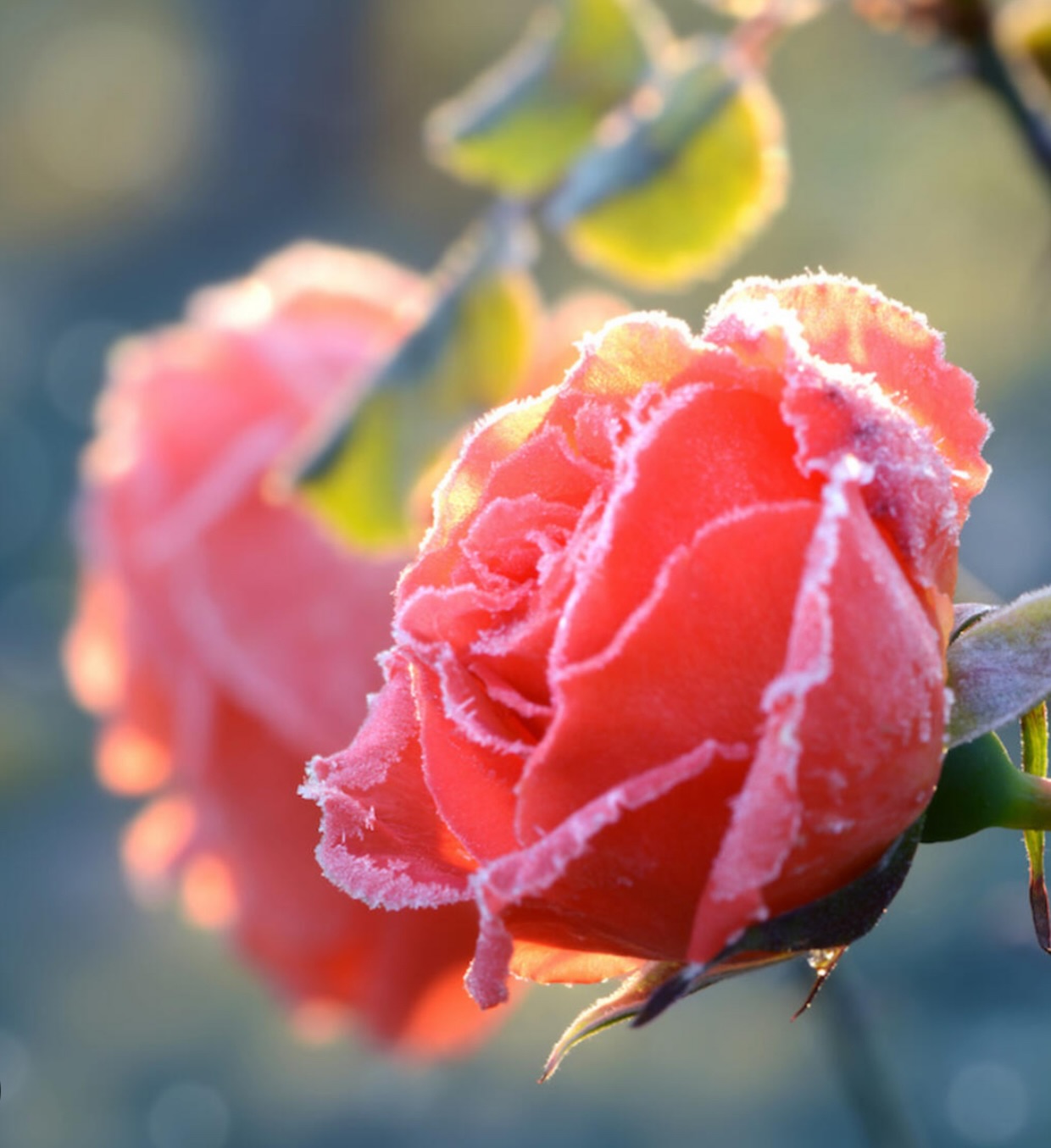 In extreme weather, we work hard on our land and all the while we are thinking about our farm friends- those nearby and all the others across the state — knowing full well what they’re busy doing and hoping they all stay sane while they work to pull through.
Farming isn’t a job. It’s a lifestyle built on grit. Extra work, real risk, inevitable loss—and still, we all show up...with real love and care in our hearts - for us @whitetrailclub it’s every fluffy heartbeat, every bud in the field and even the littlest seed sprout. Two nights down…one more to go…. 🧊
#floridafreeze @freshfromflorida #fdacsdpi @flafarmbureau @fngla_florida