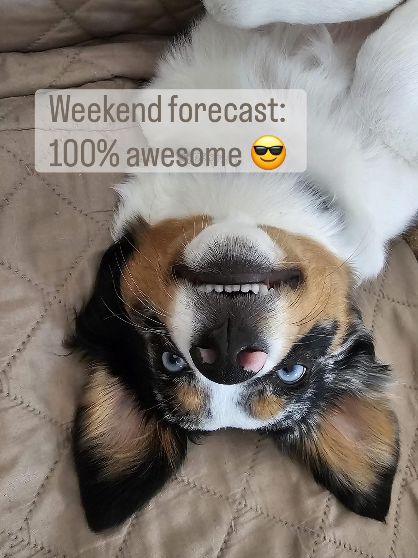 Peace out ✌🏻 week- I’m a weekend girl!
.
Miss Lyla (Maggie x Ziggy pup) #miniaussiepuppy #dogmomlife #bluemerleaussiepuppy #bestfamilydogs #friyayvibes