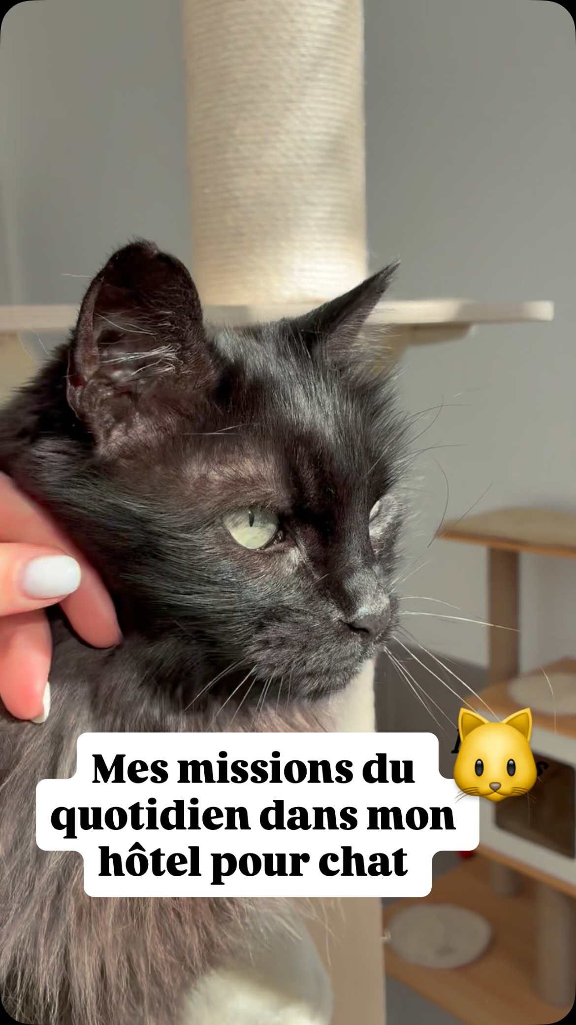 Chez la récré du chat il me tient à cœur que vos chats se sentent au maximum comme à la maison, ça passe par une multitude de petites choses que je vous présente en vidéo 🫶🐱
#pensionpourchats #hotelpourchats #cat #chat #passionchat