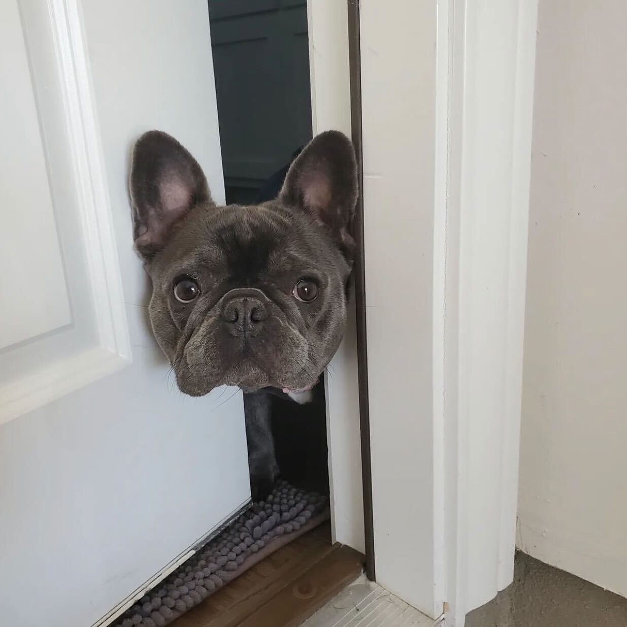 Who doesn’t love a cute Frenchie photo?! Meet Nova! 🐶💕 #MBPAW