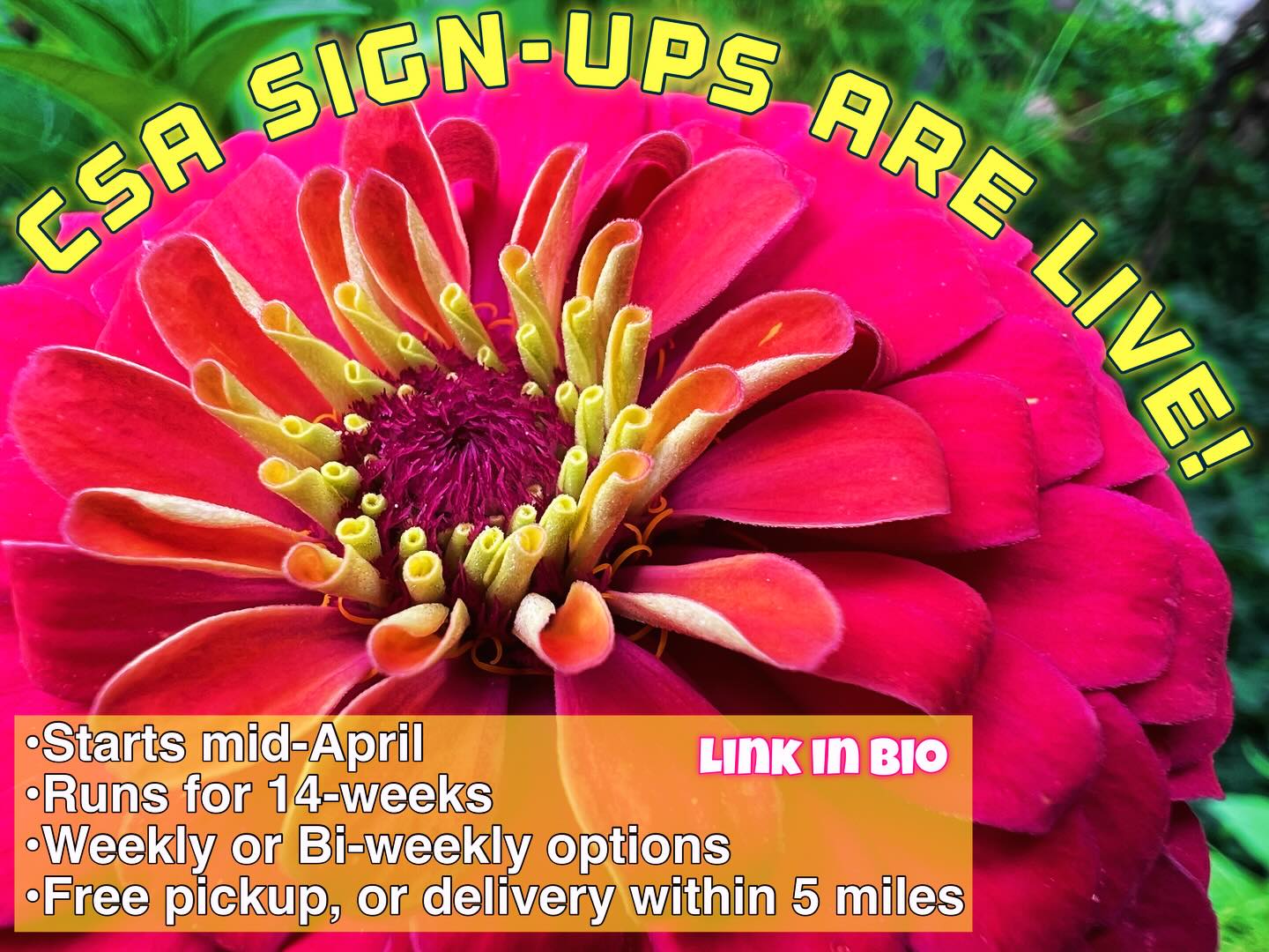 OK it’s time! If you’ve been thinking of becoming a CSA member, it would be a huge help if you signed up early. A little more than 1/3 of our non-labor expenses are spent before we even start harvesting. Farm gift cards are available too! Thank you for making this season possible ❤️