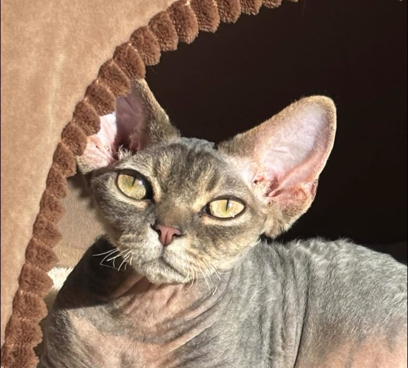 Remember Ziggy? Formerly Luka of the Italianos. Without a doubt likely the most hairless kitten ever born here. In going on 12 years we’ve had a total of 6 more hair challenged kittens. Panda and her brother Poet (F2’s) Rynn and her brother Oliver (f3s) and Liberty(forgive me I’ve forgotten her new name! I know her parents follow our Insta pages) and Ziggy (unrelated and many generations apart. Two were close to this level, but look at his stunning head structure! He’s gone to a loving home that appreciates him in all his unique glory. Couldn’t be happier for you Ziggy! #devonrexkitten #devonrex #devonsofinstagram #devonrexbreeder #devonrexcanada