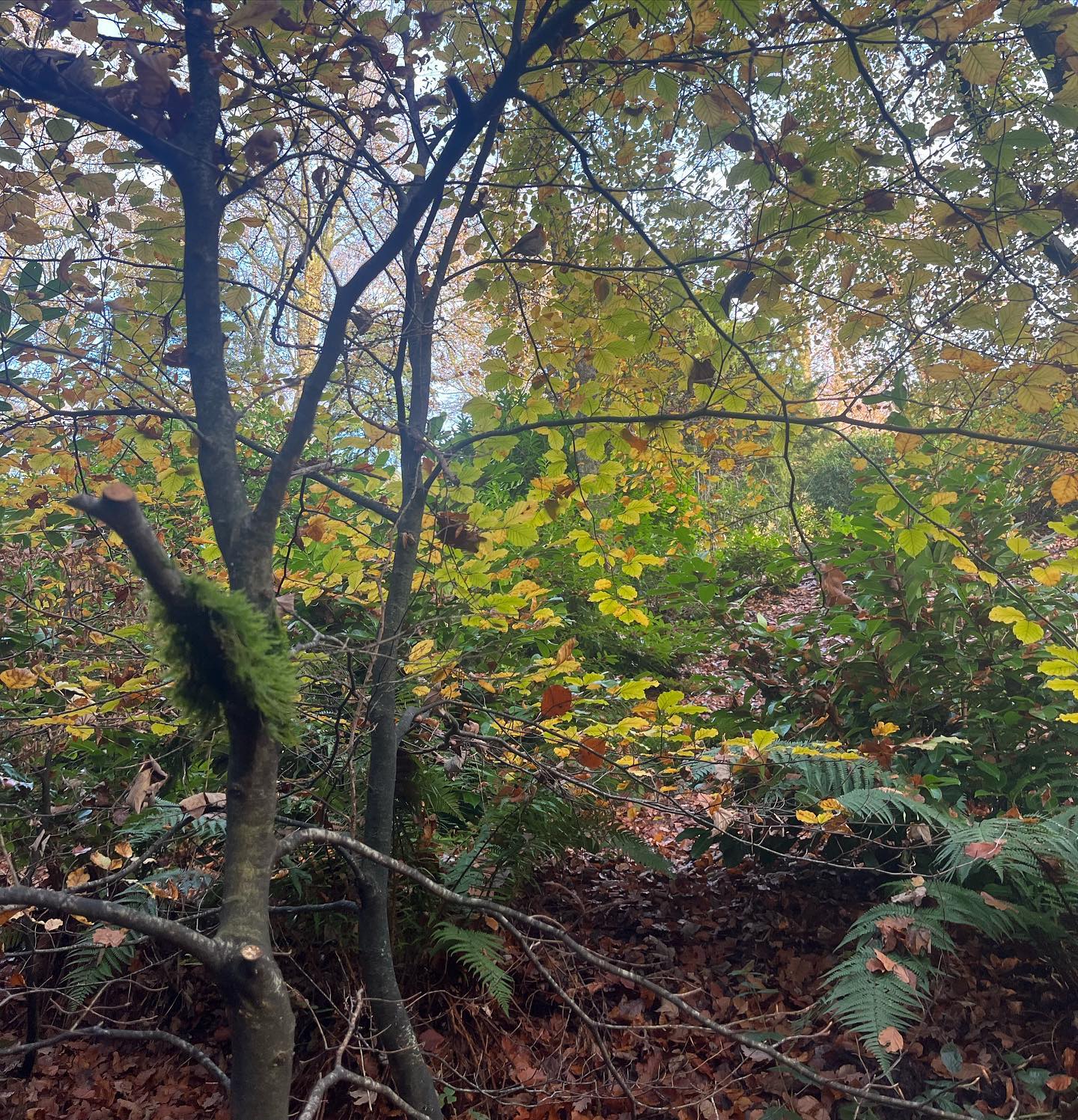 Autumn/Winter inspiration from my trip to the Lake District. #autumn #textiledesign #nature #textiles #smallbusinessowner #smallbusinesssupport