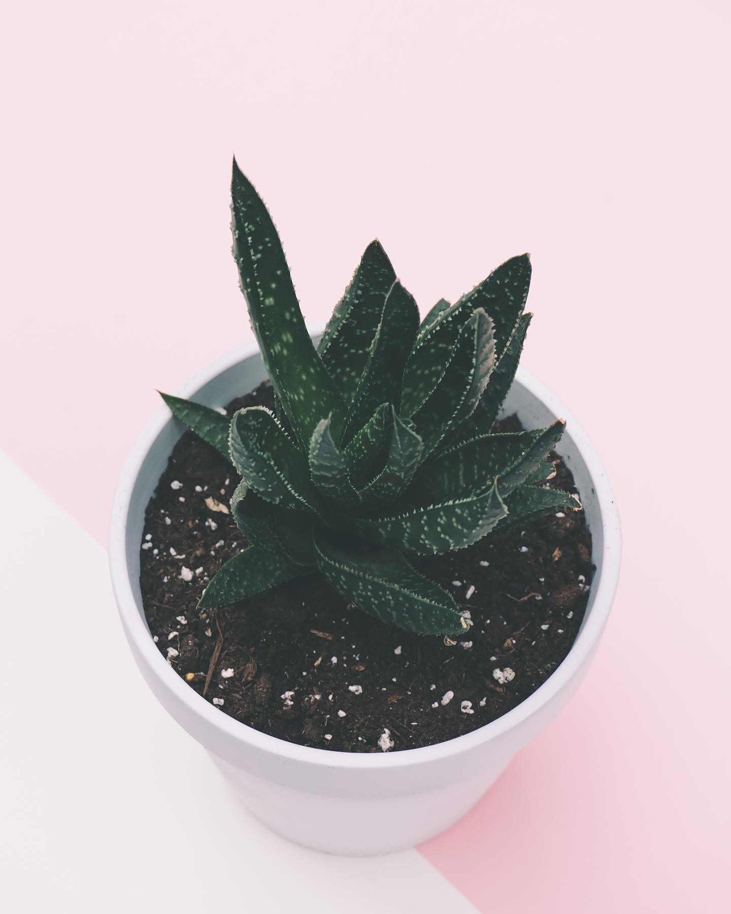 It’s summer time and it is a HOT one. ☀️ Make sure to protect your skin this summer or aloe will become your best friend. 🪴 Did you know not only is aloe one of the best skin-healing plants on earth, it is also fantastic as an anti-aging remedy?
Aloe gel can increase collagen production and improve wrinkles and skin elasticity. It is also great for combating acne. Here’s a natural face mask recipe we are obsessed with that is also great for these hot summer days. This face mask is best made in small popsicle trays.
Raw aloe gel is mixed with honey, green tea and cucumber for a toning, tightening and refreshing mask that naturally hydrates your skin, making it plump and poreless. Using the mask in popsicle form will instantly tighten and awaken your skin. It’s like getting a cryogenic facial at home 💜
Aloe and Honey Face Pop M ask:
1/4 cup fresh aloe vera gel
1 tbs raw honey
1/2 cucumber
3 tbs green tea
Blend ingredients and pour into a popsicle mold. After frozen, rub popsicle mask all over face and leave on for 20 minutes. Rinse and GLOW! 🤗