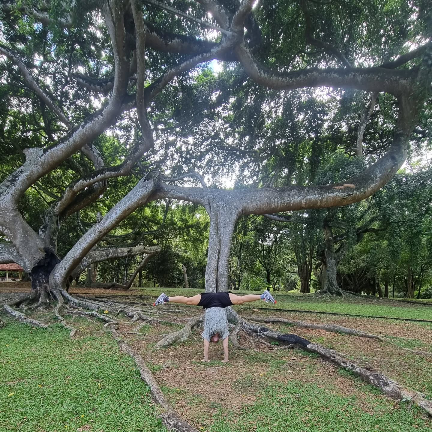 What an amazing tree! Whenever it touches the ground it builds new roots!
And one part looks like a straddle handstand-so I couldn't resist😅