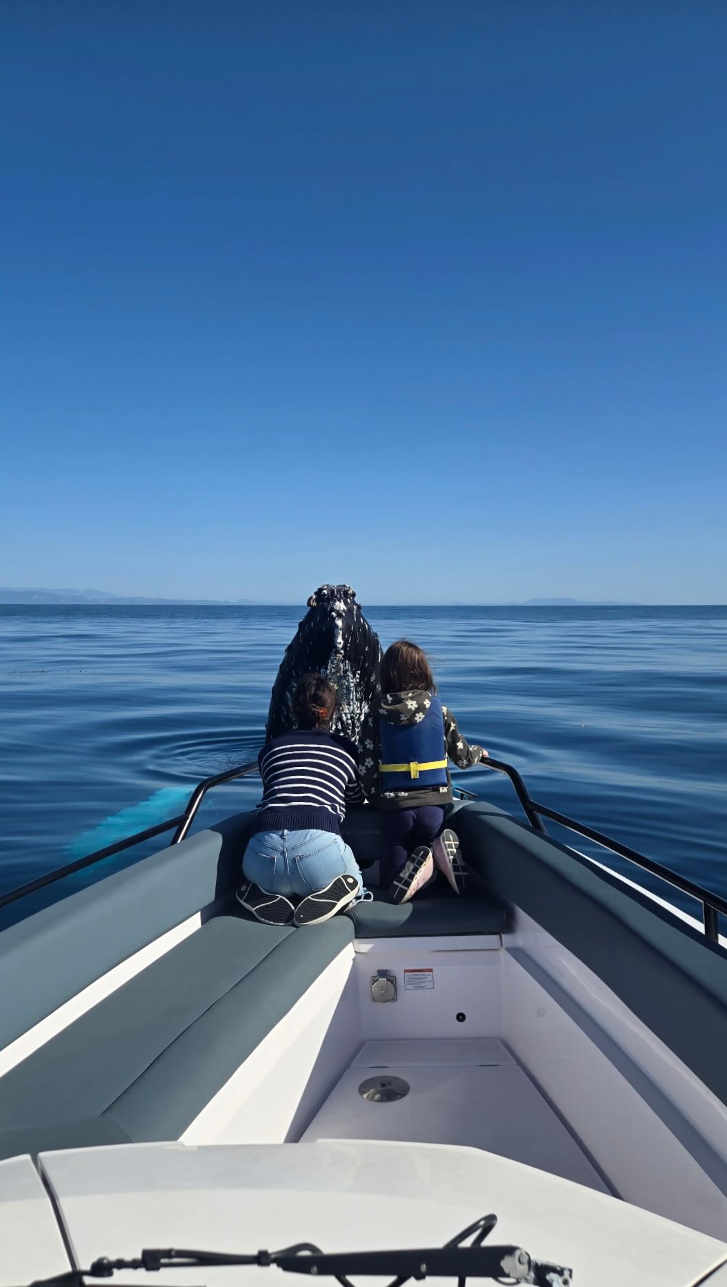 We have had an incredible last couple of trips; surprised by an EARLY RETURN from the humpback whales! 🐋
On Saturday Captain @devin.hunt had an incredible day with 2 friendly humpbacks. The pair pirouetted under us for close to 2 hours 😱
Today, Devin found OVER A DOZEN humpbacks in our coastal waters. While the majority of the humpback whales we see here are still in their winter breeding grounds off Mexico, some particularly glutinous whales just couldn’t wait any longer!
An early February return isn’t unheard of but is certainly in the early part of the season. The productivity of the channel is astounding, marking a seemingly year round buffet for these hungry giants. Throughout the year these whales will continue to spread out along the eastern pacific reaching up towards Washington and British Colombia as they search for more and more food. We’re thankful that the Santa Barbara Channel is their first pit stop nearly every year.
Enjoy the presence of these impressive giants on one of our 3.5 hour tours 🛥️
Video by Captain @devin.hunt
#santabarbara #whalewatching #southerncalifornia #santabarbarachannel #humpbackwhale