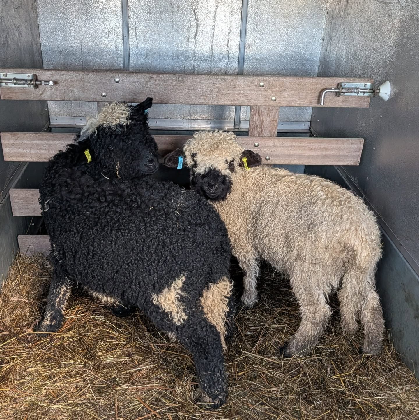 Did you "accidentally" click bid and end up with two of the cutest faces in the UK? Don't worry, we’ve got you! 🐑🐑
We had the absolute pleasure of picking up these two cheeky ewe lambs from their birth-home and settling them into their new life on a beautiful smallholding. They’ve already made a few new friends!
These girls were won via @stagsauctions online livestock sale. Stags hold online auctions every month (plus their Tavistock, South Molton, and Honiton locations). Whether you're looking for new blood for your breeding program or just some high-quality grass-mowers, they’re the ones to watch.
If you find yourself with a winning bid and a transport dilemma, give us a shout. We’ll get them home safe and sound! 🚛💨
#LivestockTransport #ValaisBlacknose #SmallholdingLife #StagsAuctions #SheepFarming AuctionFinds