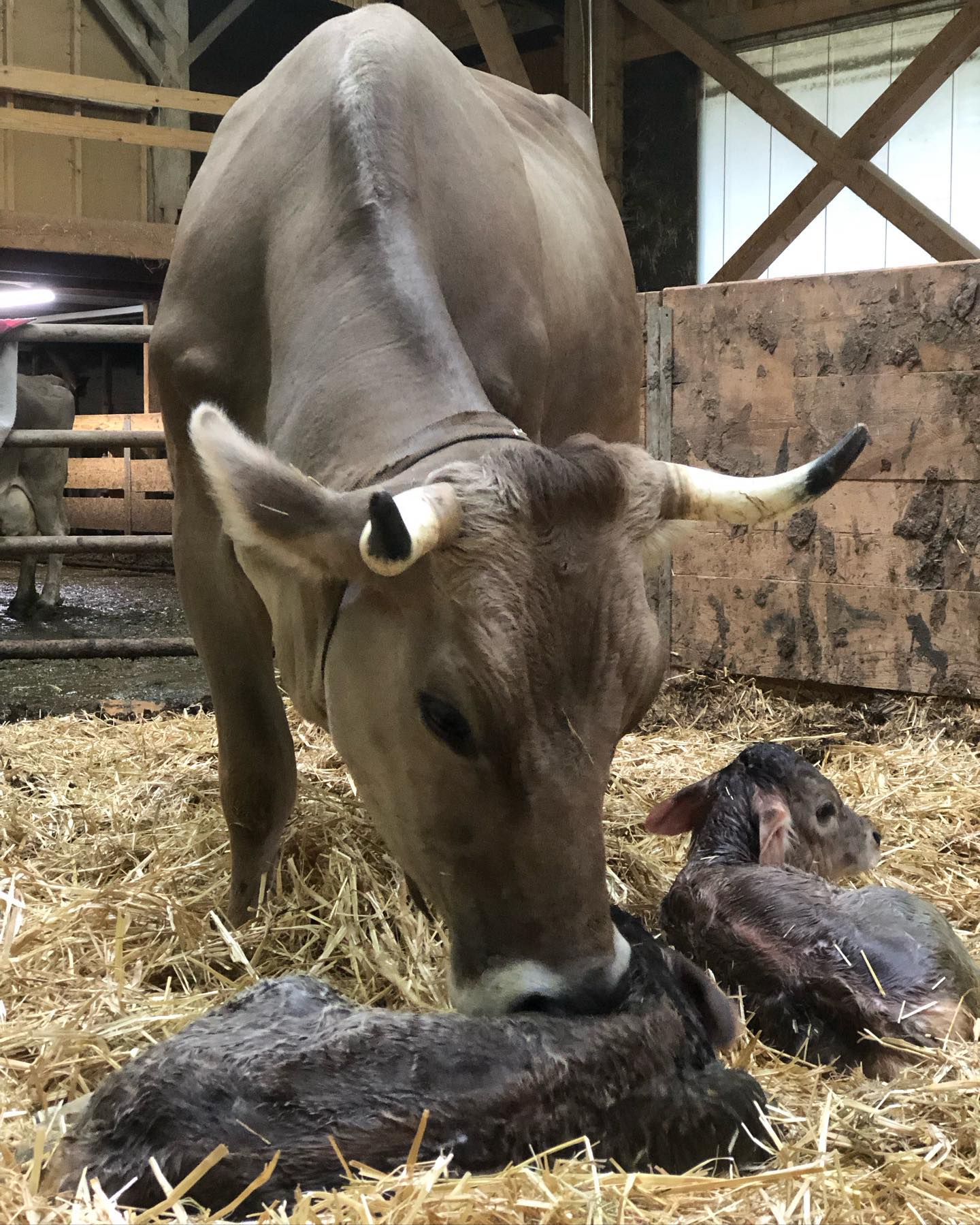 Heute durfen wir wieder das Wunder des Lebens erfahren!😍 Noemi hat gesunde Zwillinge geboren! Wir schätzen das umso mehr, weil Zwillinge bei Kühen oft zu Komplikationen führen können, dass entweder die Kälber oder die Kuh gesundheitliche Probleme bekommen.😊 Umso schöner, hat alles gut geklappt!😋
.
.
#zwillinge #originalbraunvieh #kühe #hörner #hornkühe #natürlich