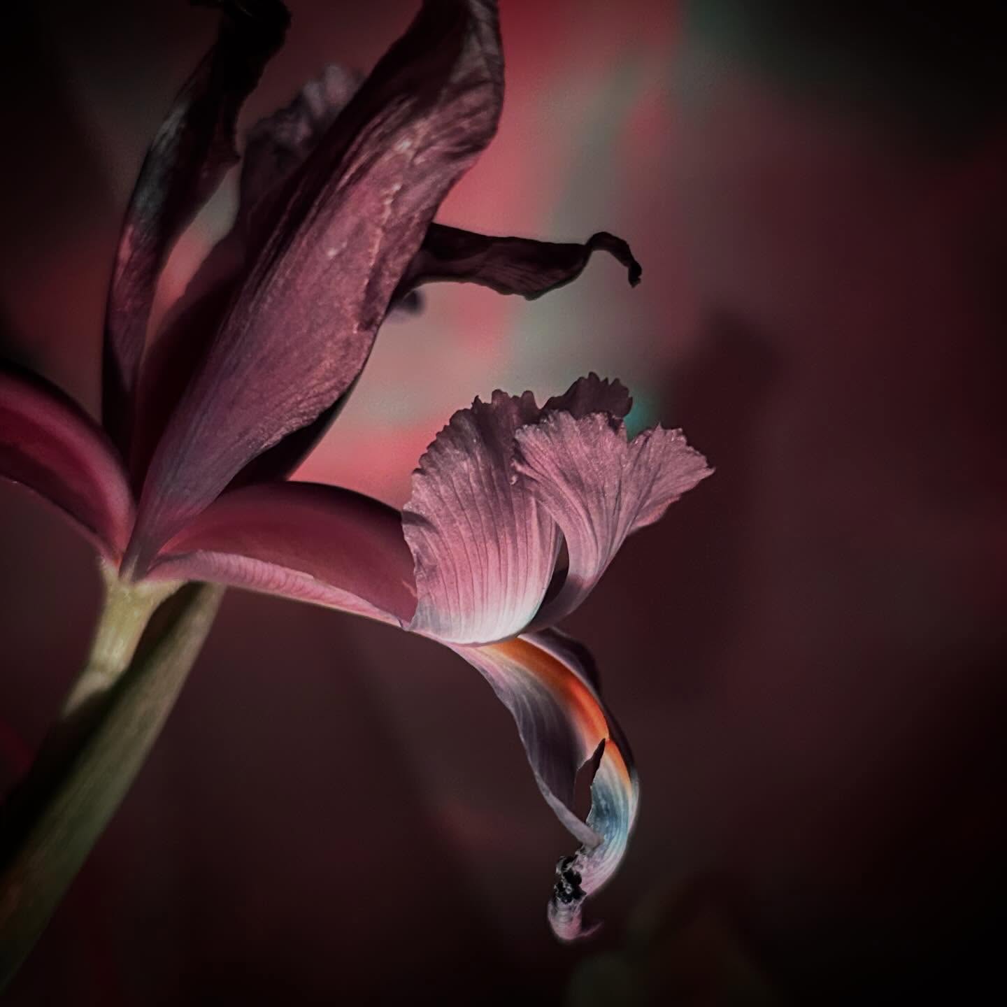 I’ve always been
fascinated by the
Iris. It’s such an
O U T O F
T H I S W O R L D
looking floral.
What do you think?
#iris #mwordsphoto