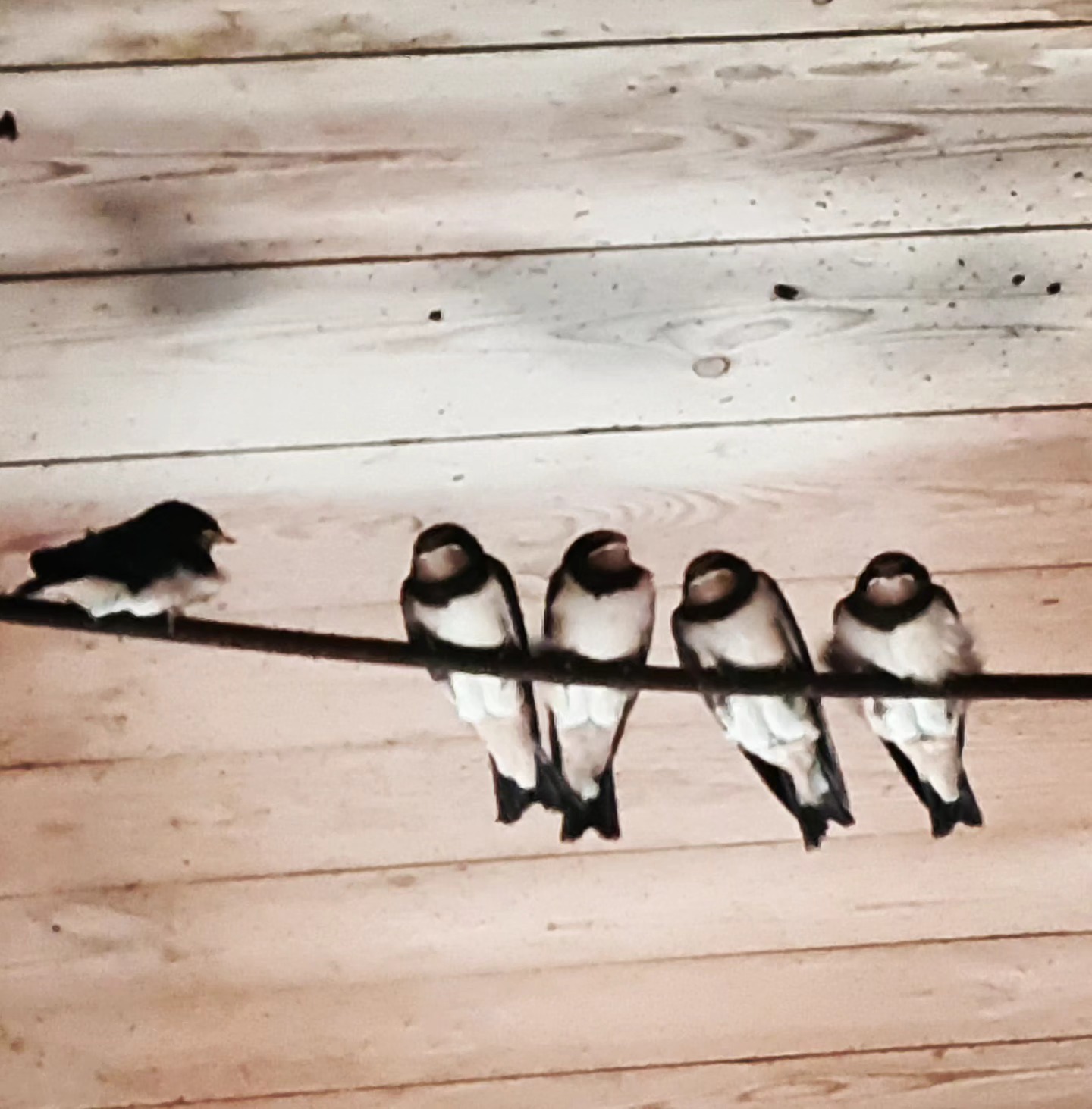 Unsere Schwalben sind wieder da. Jedes Jahr, und das schon lange vor bevor wir das Haus im Felde übernommen haben, kommen diese treuen Vögel und suchen die Nähe der Menschen. Und wer noch mehr Vögel beobachten will, kann das im Naturschutzgebiet Wallnau. 16km vom Haus im Felde entfernt, ist es einen Besuch wert.
Our swallows are back. Since long before we took the house these trusty birds have come and look for the proximity of the humans. Who wants to observe more birds can do so at the nature sanctuary in Wallnau. It is 16km from our house in the fields ('Haus im Felde') and worth the visit.
#Hausimfelde
#Fehmarn
#Albertsdorf
#ferienwohnungen
#ferienappartement
#schwalbe
#wallnau
#naturscchutzgebiet
#Radfahren
#Windsurfen
#kite
#holiday
#holidayappartement
#swallow
#naturesanctuary
#foil
#vogel
#bird
#nature
#balticsea
#ostseeurlaub