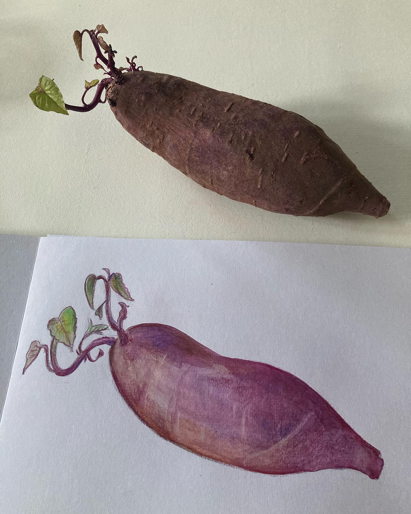 La patate douce violette, selon la Diététique Chinoise!
Un dessin perso, ma recette préférée!
La patate douce est de nature neutre, de saveur douce, dd tropismes Rate/ Estomac/ Gros Intestin. Elle tonifie et régularise l’Energie du Foyer Moyen, Rate et Estomac. Elle traite la fatigue chronique, mais aussi la constipation, car elle produit les liquides.
Elle serait aussi un des meilleurs aliments pour favoriser la vision (avec la carotte et la baie de Goji).
Ce serait le légume préféré des centenaires d’Okinawa.
Elle est beaucoup plus riche en minéraux m, en vitamine C et E que la pomme de terre, en ayant un index glycémique plus bas, ce qui la rend intéressante en cas de diabète ou de surpoids.
Au niveau d’entures récentes, elle renfermerait une protéine qui stimulerait la production de globules blancs et du coup, le système immunitaire.
Lorsqu’elle est orange vif, grâce à son fort taux de bêta carotènes, elle a des propriétés anti-oxydantes et anti-inflammatoires.
Lorsqu’elle est violette, grâce à son fort taux d’anthocyanes, elle sera intéressante pour soutenir le Rein dans son action de faire diminuer l’hypertension artérielle, d’empêcher le vieillissement des cellules du cerveau, pour ralentir la perte de mémoire, et de booster l’immunité, encore plus que lorsqu’elle est orange!
A noter: Appelée « Ube » au Japon, elle est très utilisée pour les desserts violets et vendue sous forme de poudre pour les lattes frappés. On dit même qu’il pourrait même petit à petit détrôner le thé Matcha dans cette spécialité.
Ma recette préférée: Le cheese-cake cru à la patate douce violette!
#patate #patatedouce #patatedouceviolette #ube #ubecake #bienfaits #bienfaitsanté #superaliment #superalimentos #superalimenti #healthfood #health #anthocyanes #dietetiquechinoise #madreperlamtc
