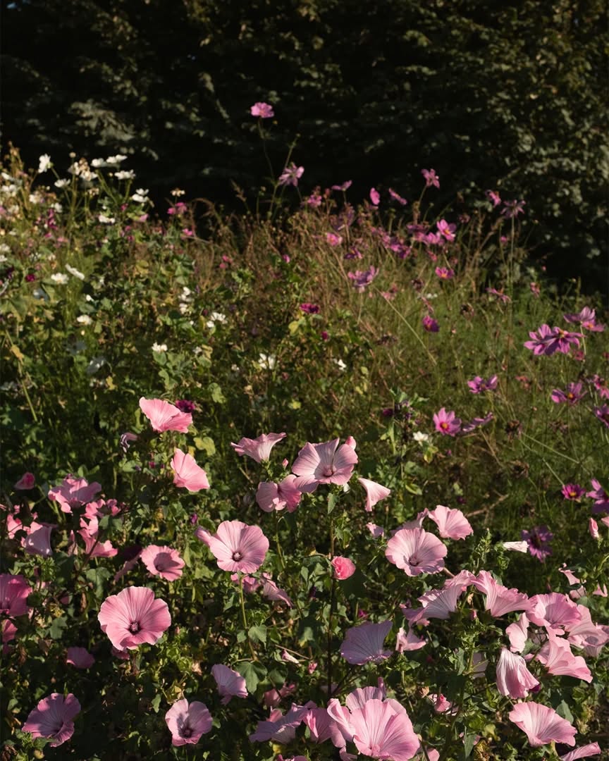 Letztes Jahr im Sommer. Wir freuen uns schon auf alle Blumenbeete, immer gut von Hummeln und Co. besucht :)