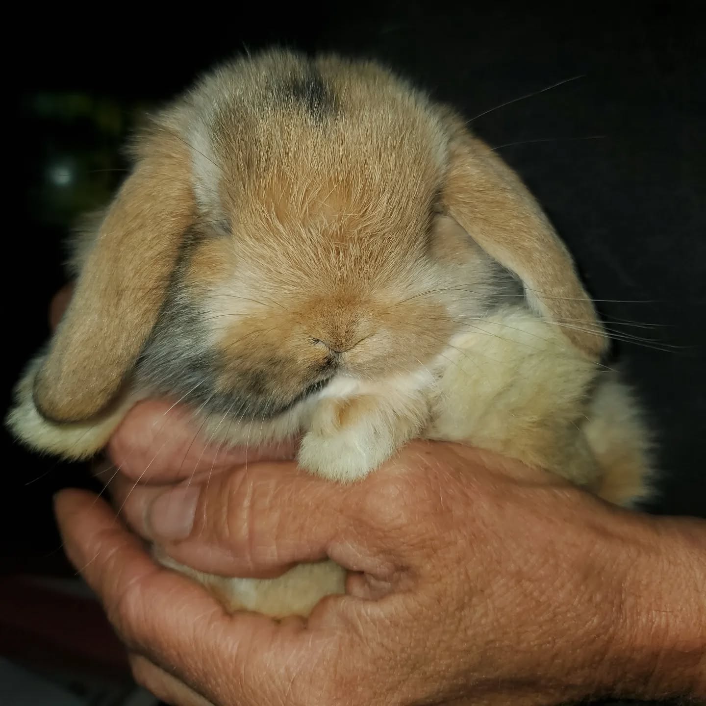 Adorable!
www.mysticmoonlightfarm.com
#mysticmoonlightrabbits #mysticmoonlightfarm #rabbitlitter #rabbitbreeder #rabbits #rabbitsofinstagram #babybunnies #babybunniesofinstagram #bunniesofinstagram #bunnies #bunnylife #rabbitlove #hollandlop #hollandloprabbit #hollandlopbunny #hollandlopbabies