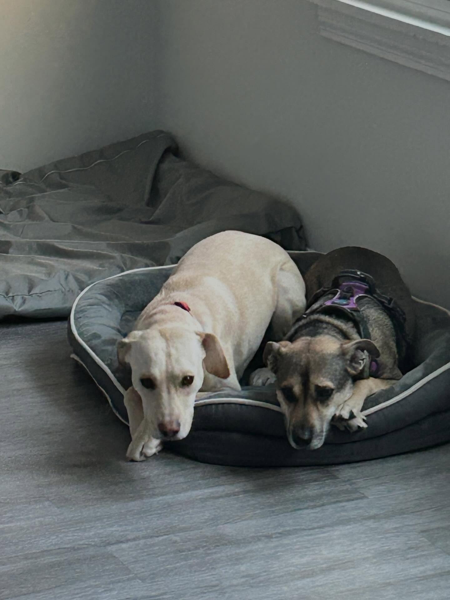 Zoe and Theo just chillin 😁🐶