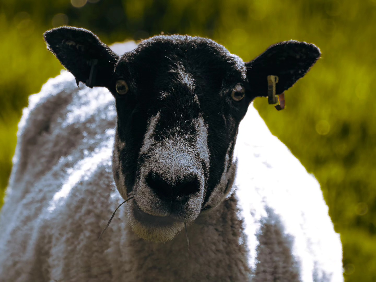 obsessed with this guy ๐
#naturephotography #naturephotographer #landscapephotography #landscapephotographer #wildlifephotography #wildlifephotographer