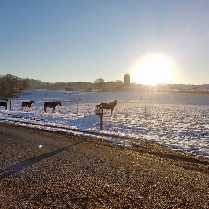 The glorious beauty in our farm is even seen in winter. #winterriding #horseriding #trailriding #alabamahorses
