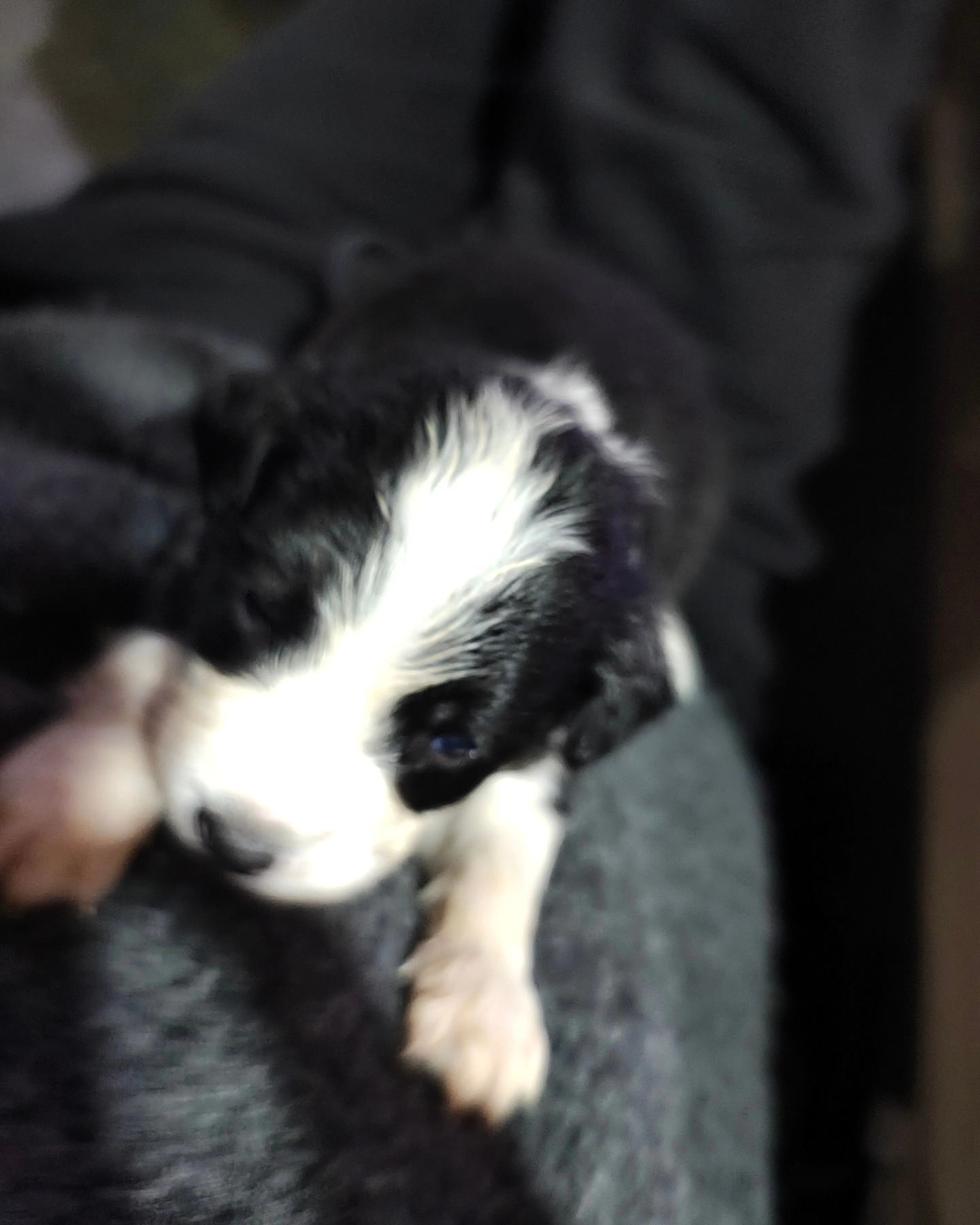 Our new baby.
#bordercollie