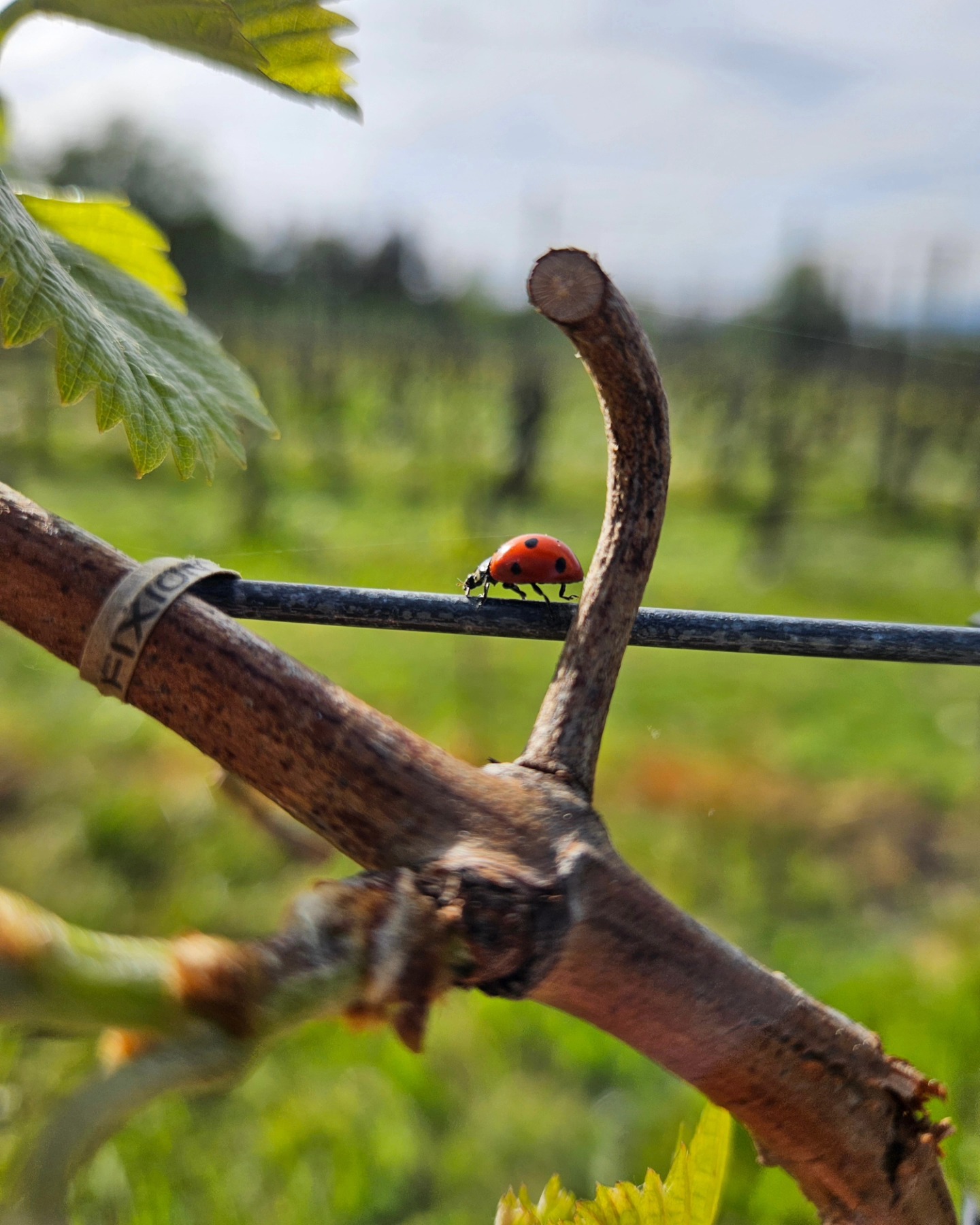 Bei diesem schönen Wetter heute sind alle in den Reben unterwegs.
.
.
.
.
.
.
.
#grüningersrebbau #weinbau #weinberg #marienkäfer #ermatingen #untersee #thurgau #untersee #wein #frühling #sauvignac #winzer #nature