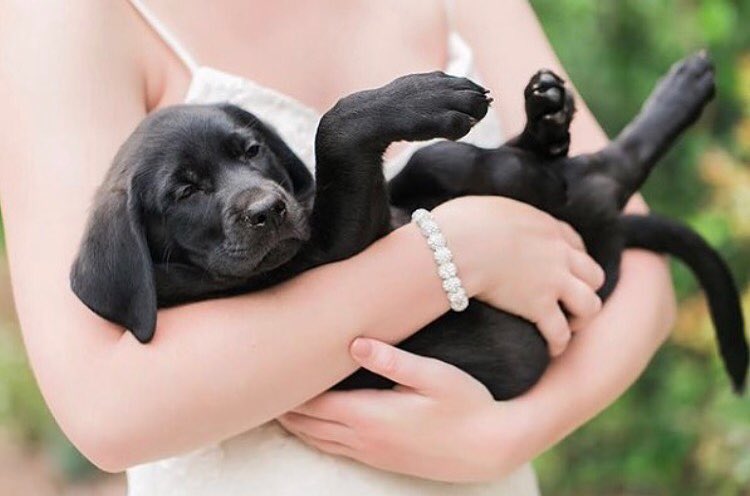 A must-have bridal accessory. 🐶 ❤️ via @essenseofaustralia @caseyhphotos